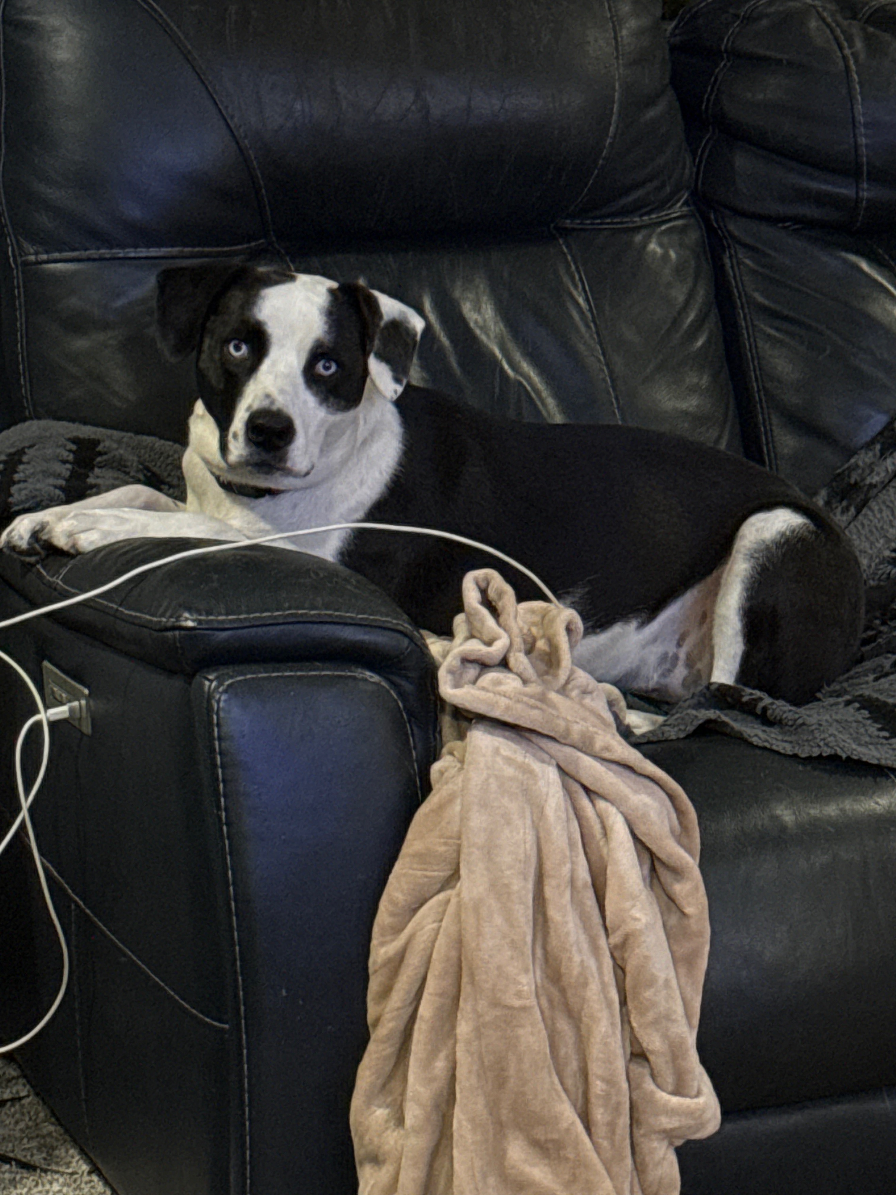 HELP Annie get on her Paws again ‼️ campaign photo, 7 of 8