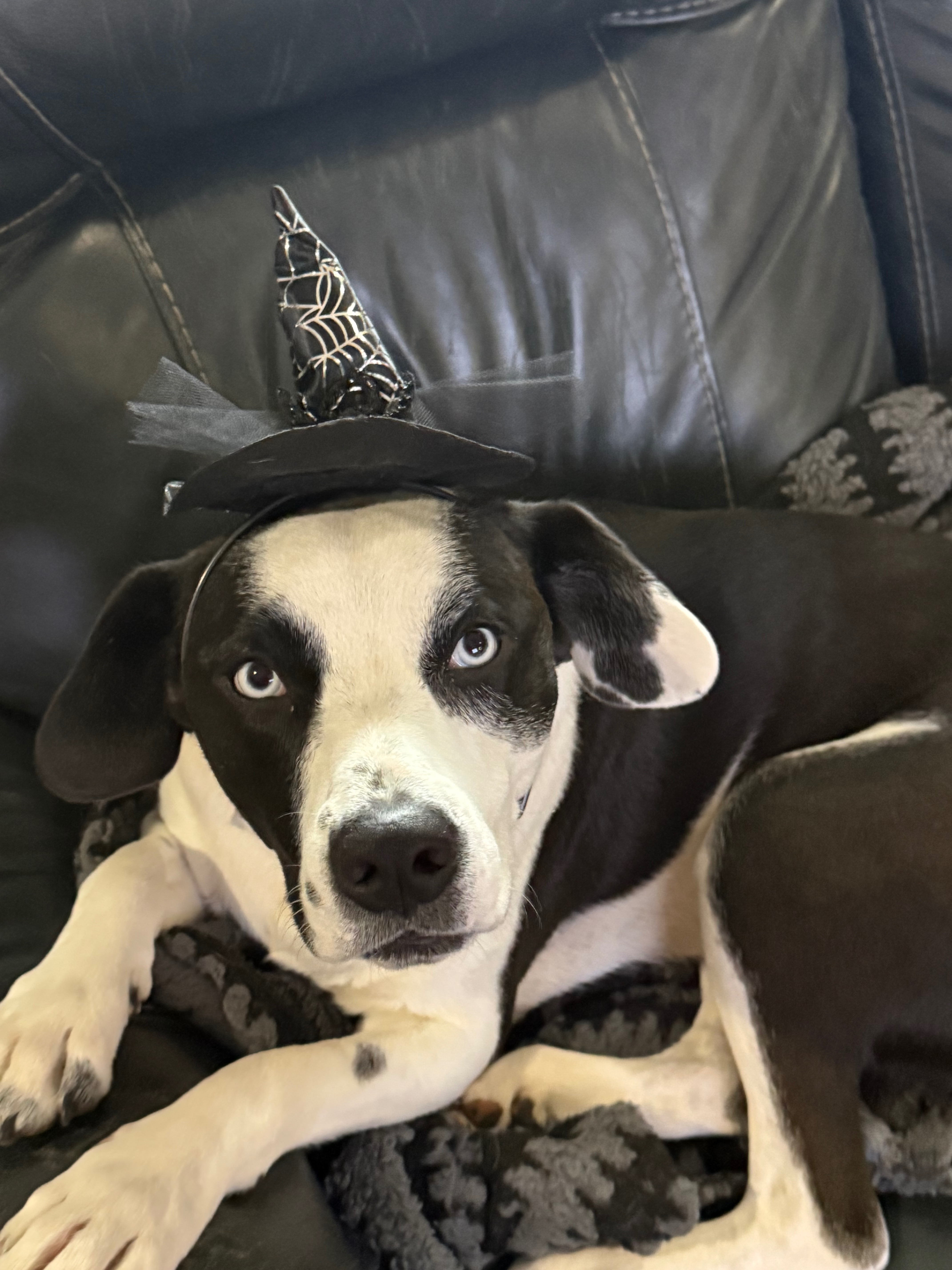 HELP Annie get on her Paws again ‼️ campaign photo, 2 of 8