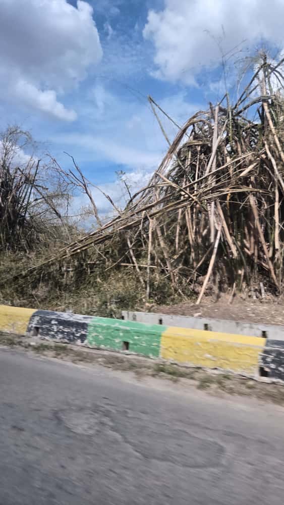 Support Jamaica's Recovery from Hurricane Melissa campaign photo, 2 of 8