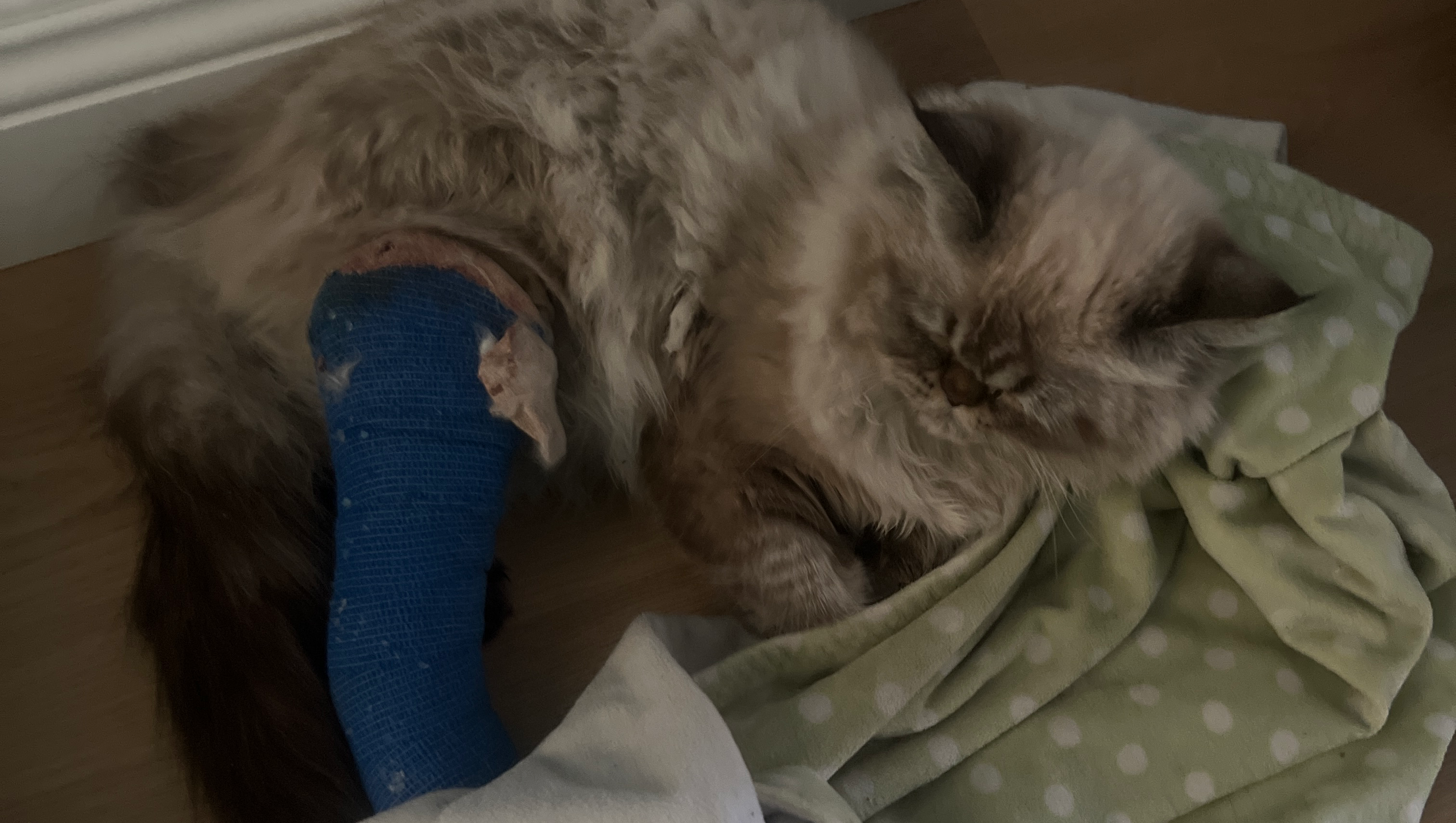 Help Fund Surgery for Our Beloved Cat photo