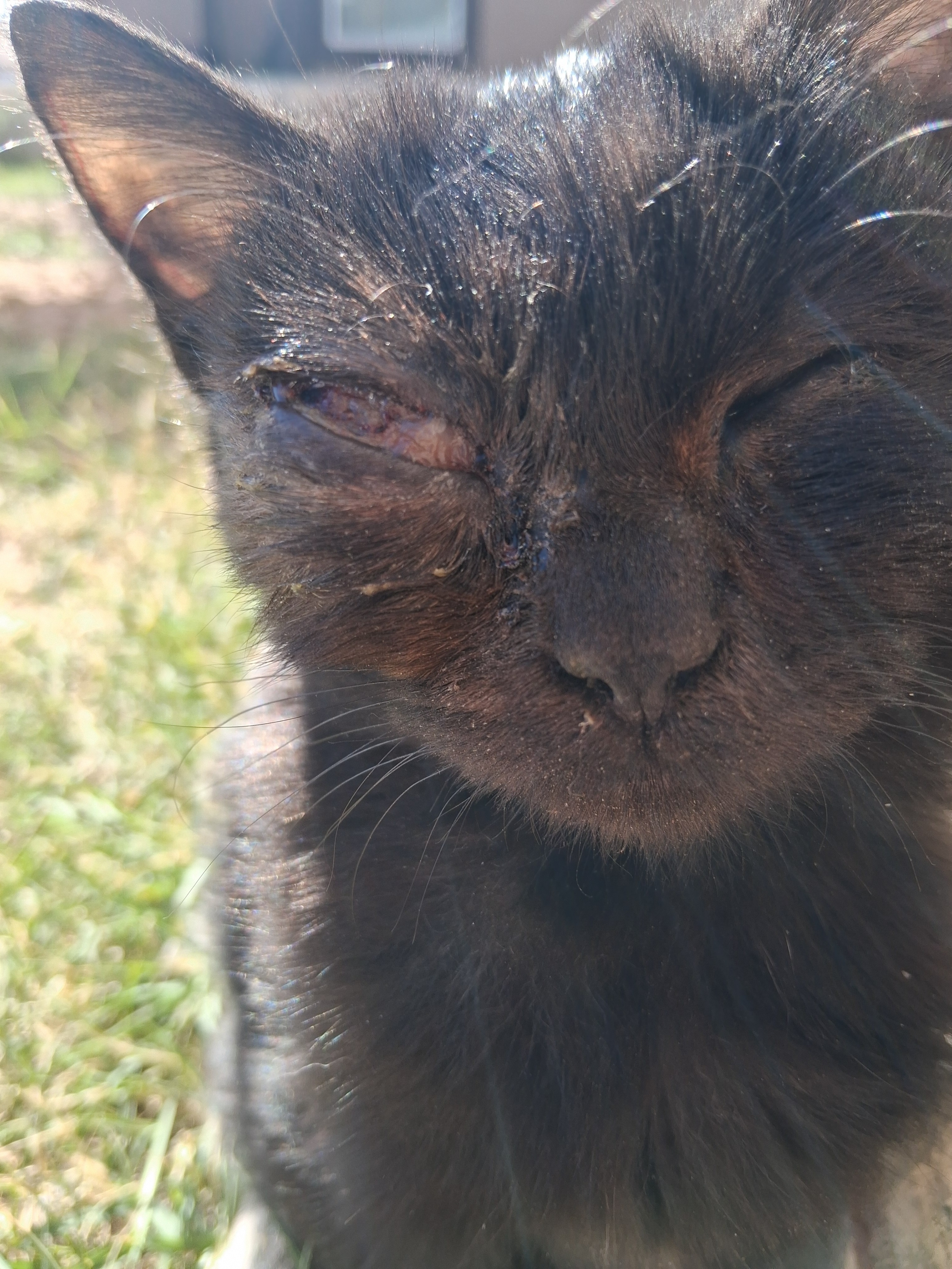 Help Yum-Yum Get Urgent Eye Surgery campaign photo, 6 of 7