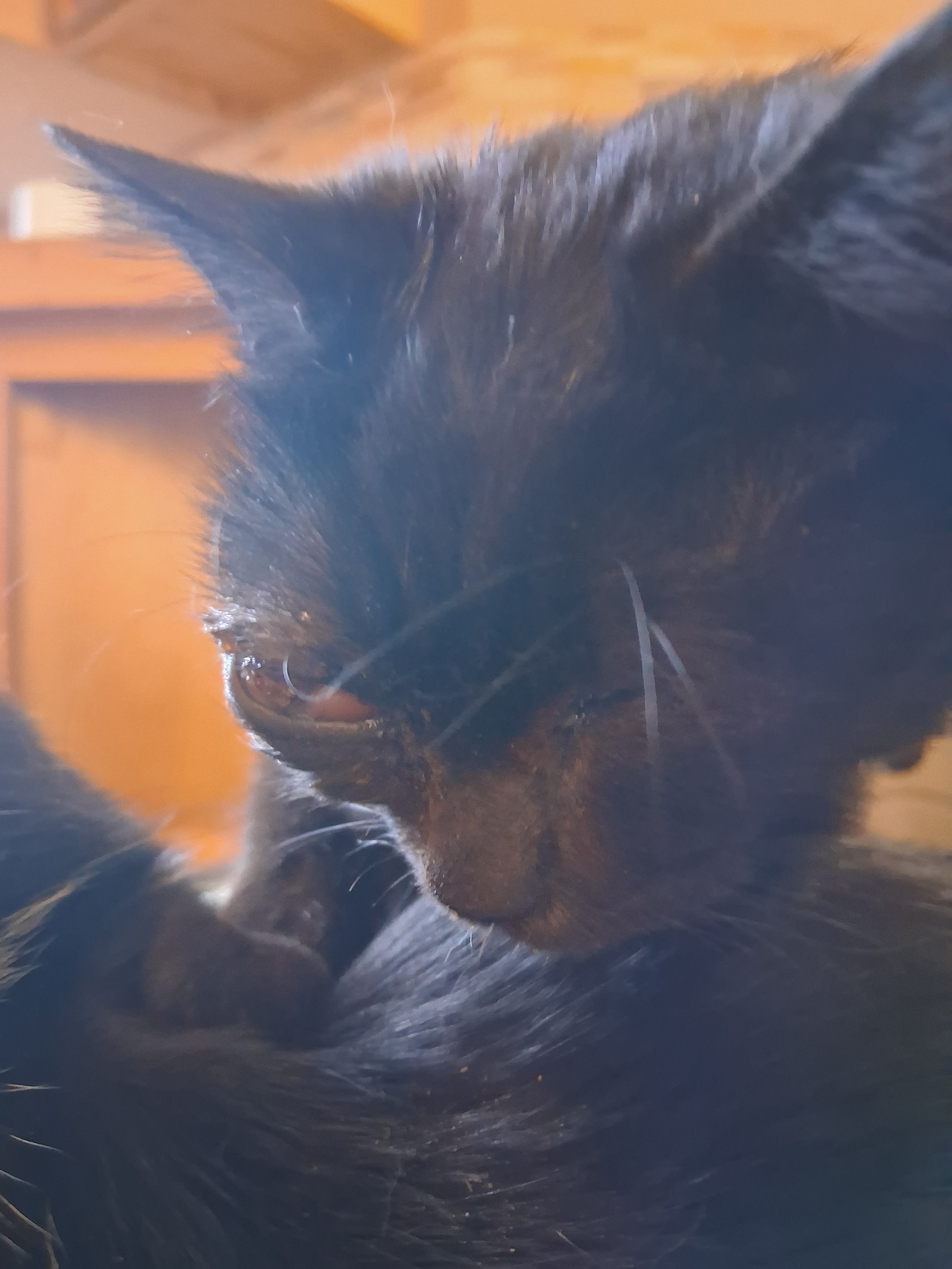 Help Yum-Yum Get Urgent Eye Surgery campaign photo, 2 of 7