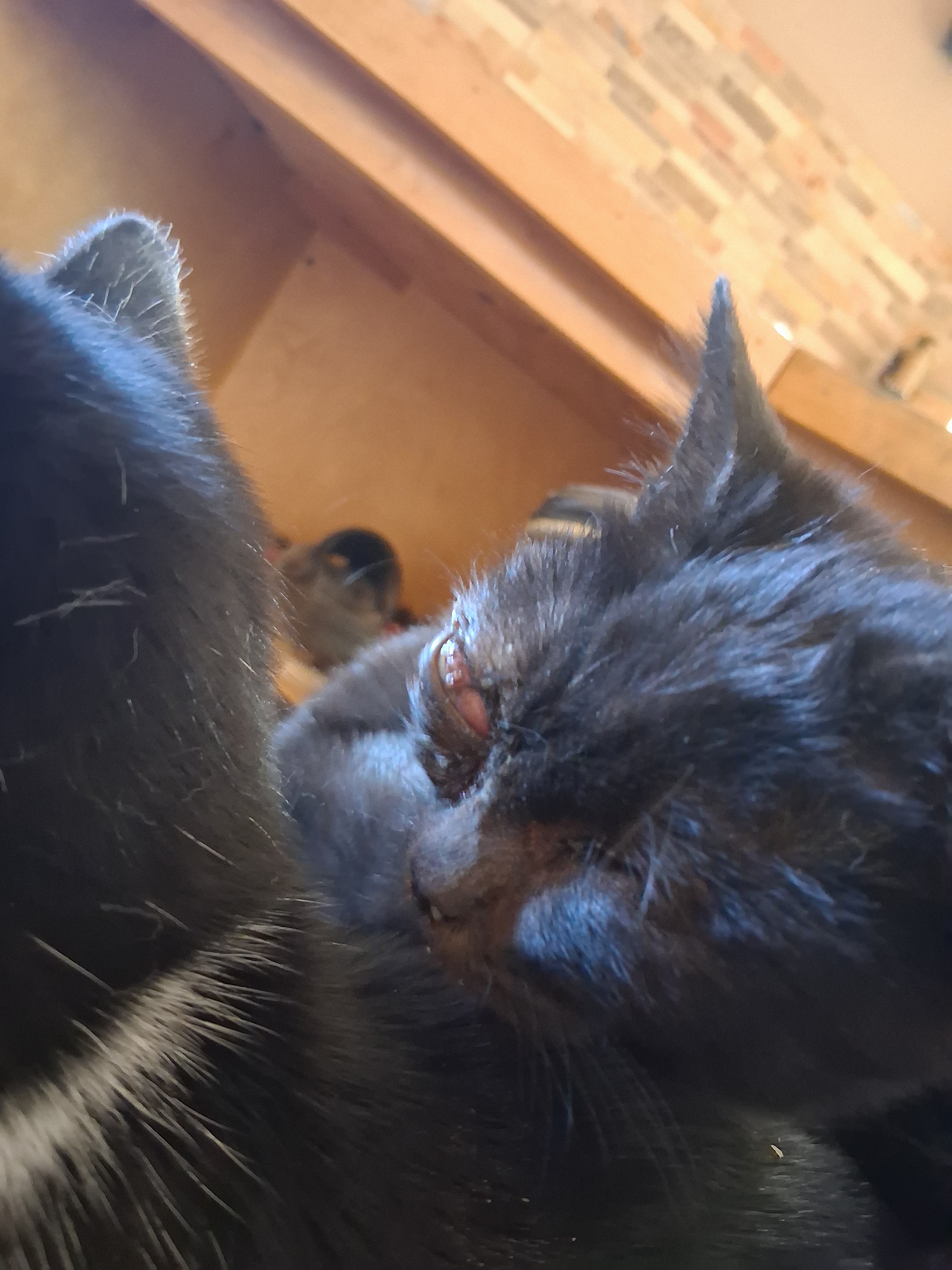 Help Yum-Yum Get Urgent Eye Surgery campaign photo, 4 of 7