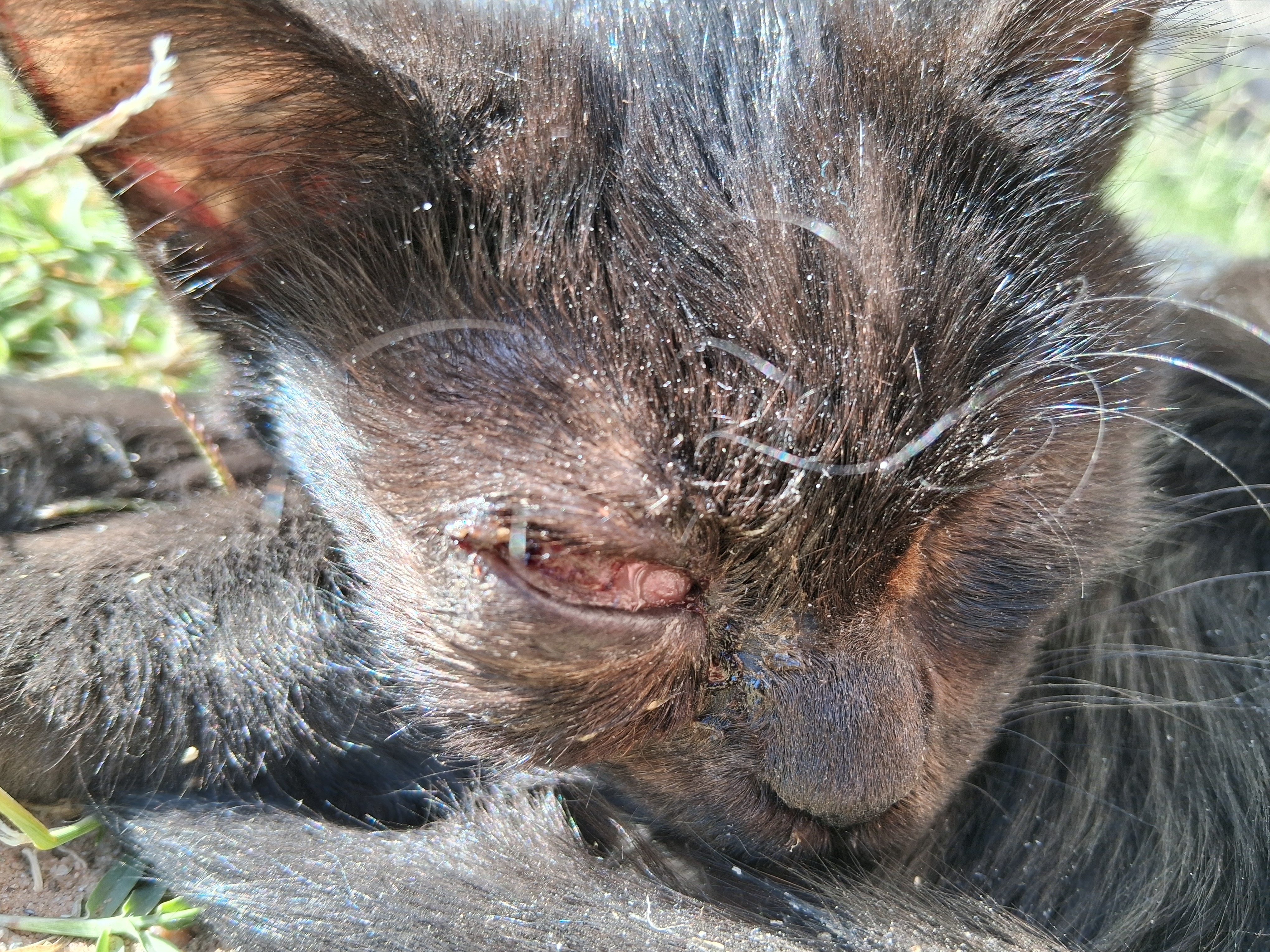 Help Yum-Yum Get Urgent Eye Surgery campaign photo, 5 of 7