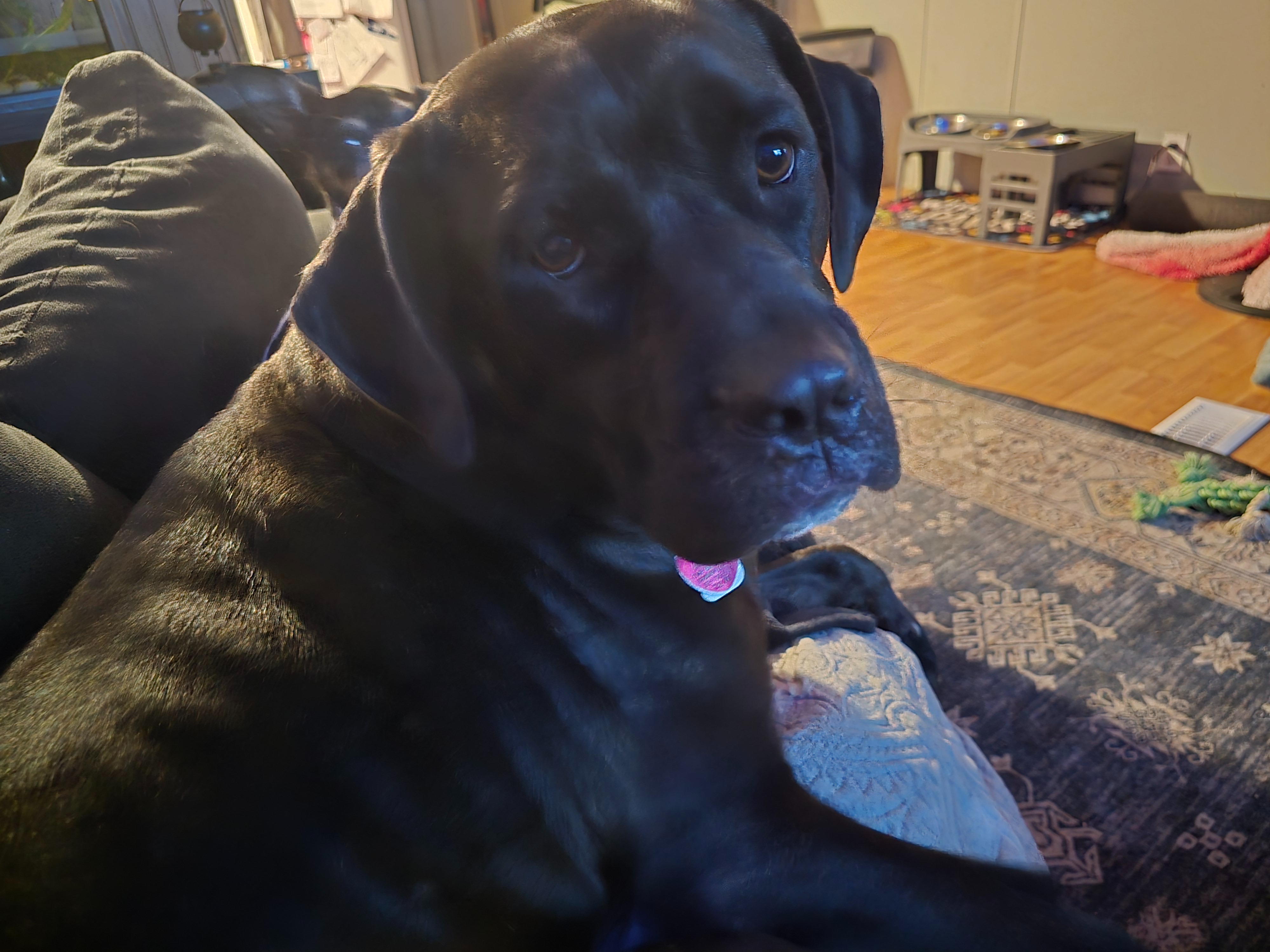 Support Maleficent's Crucial ACL Surgery campaign photo, 7 of 8