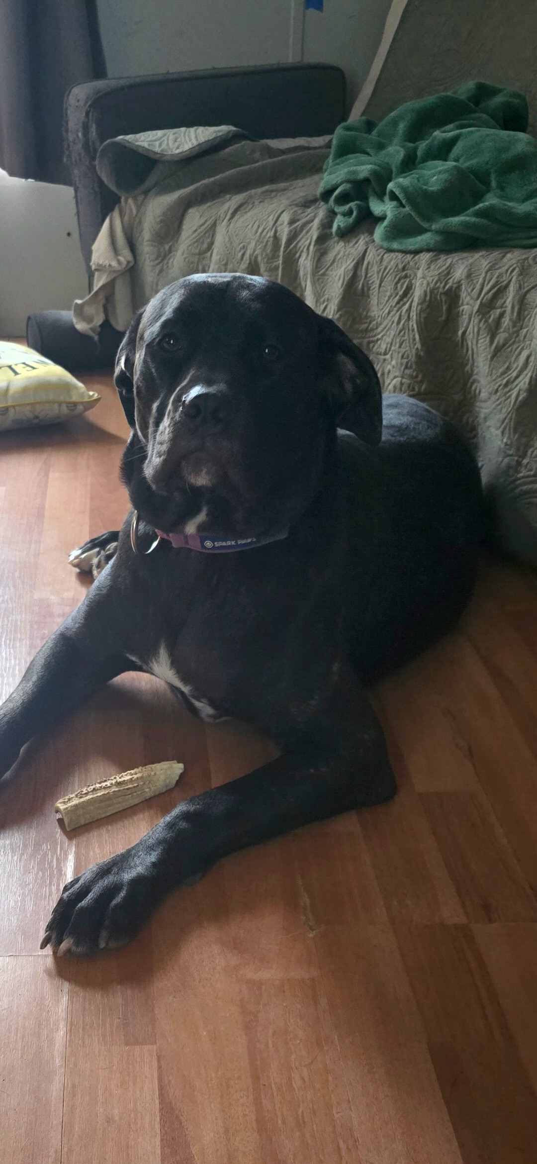Support Maleficent's Crucial ACL Surgery campaign photo, 2 of 8