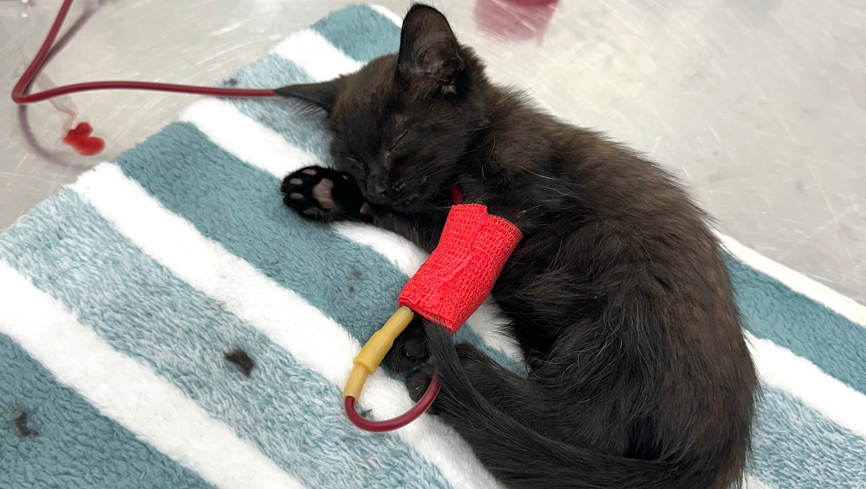 Ajuda-nos a salvar o bebé Milo! photo