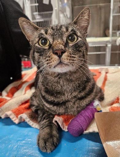 Please help save pistachio’s life campaign photo, 7 of 8