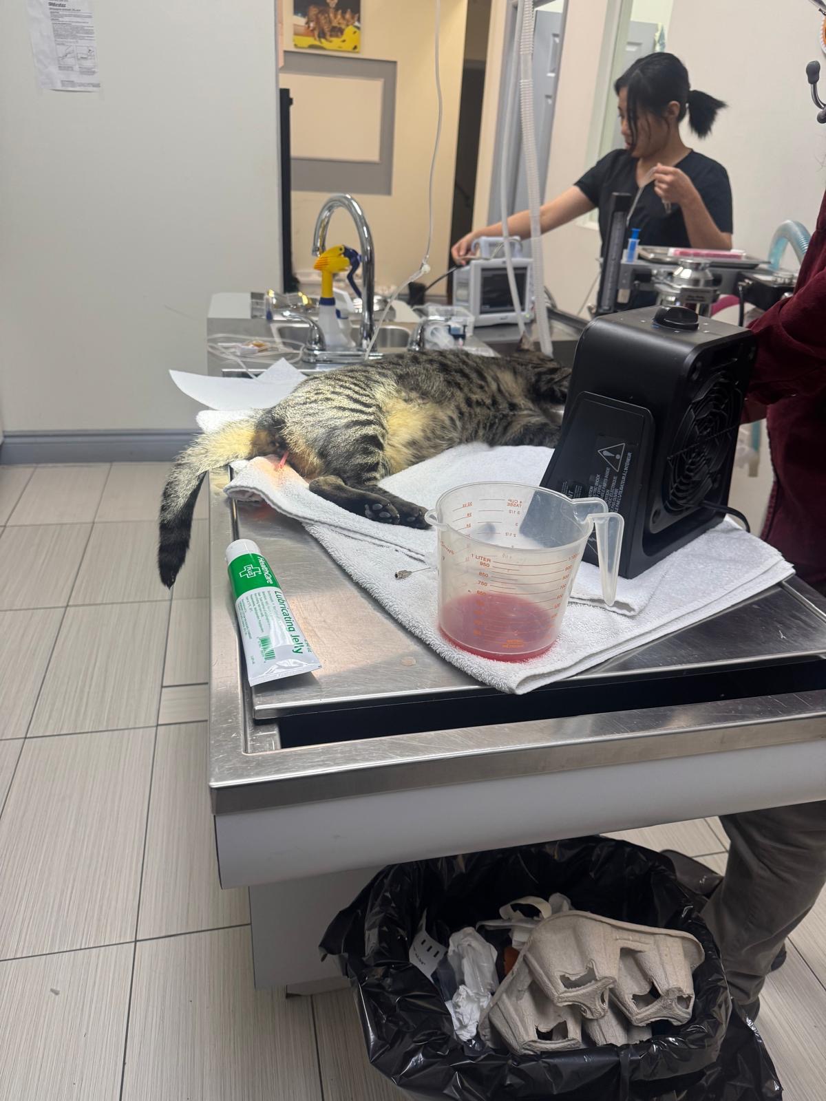 Please help save pistachio’s life campaign photo, 2 of 8