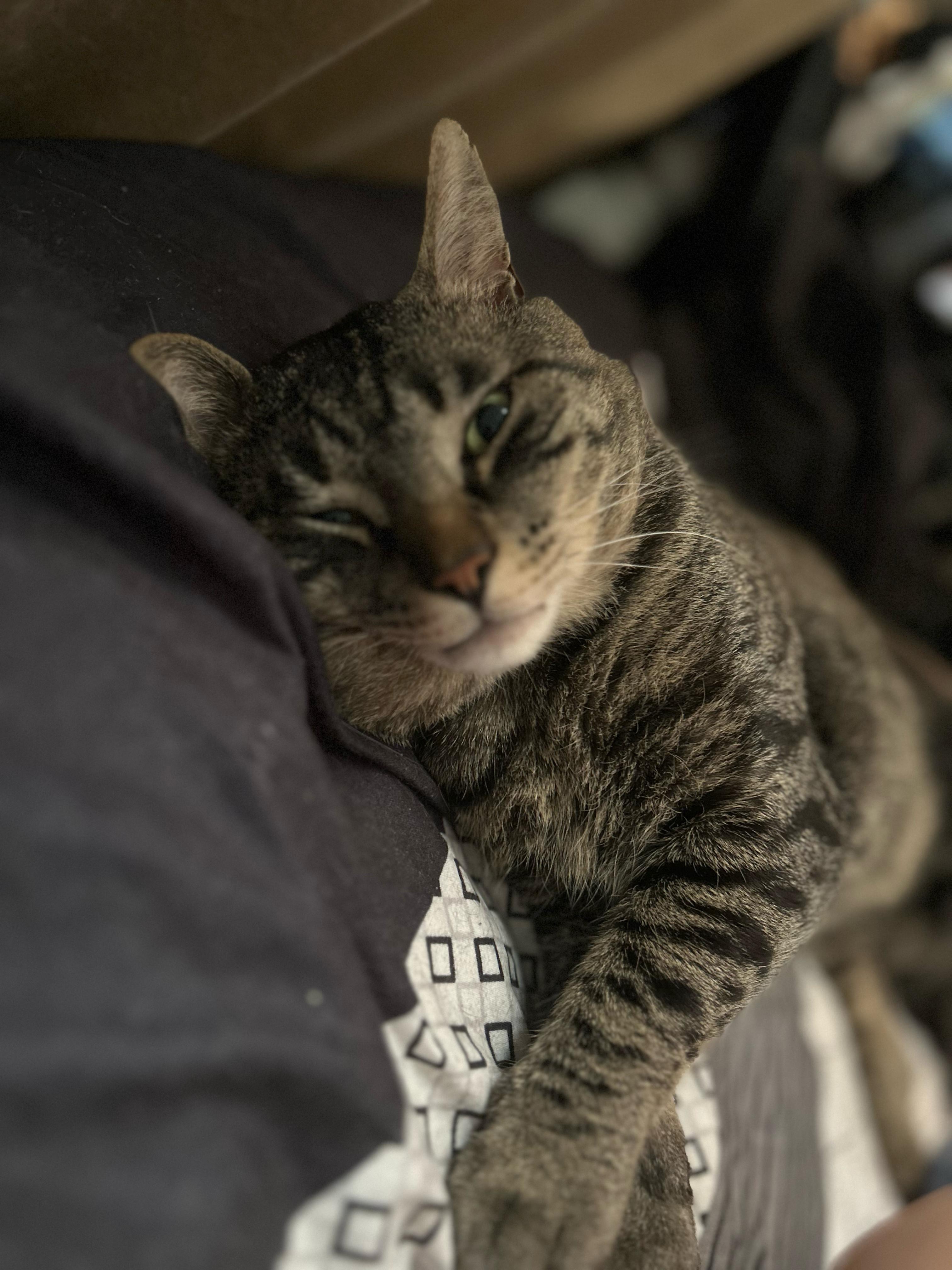 Please help save pistachio’s life campaign photo, 5 of 8
