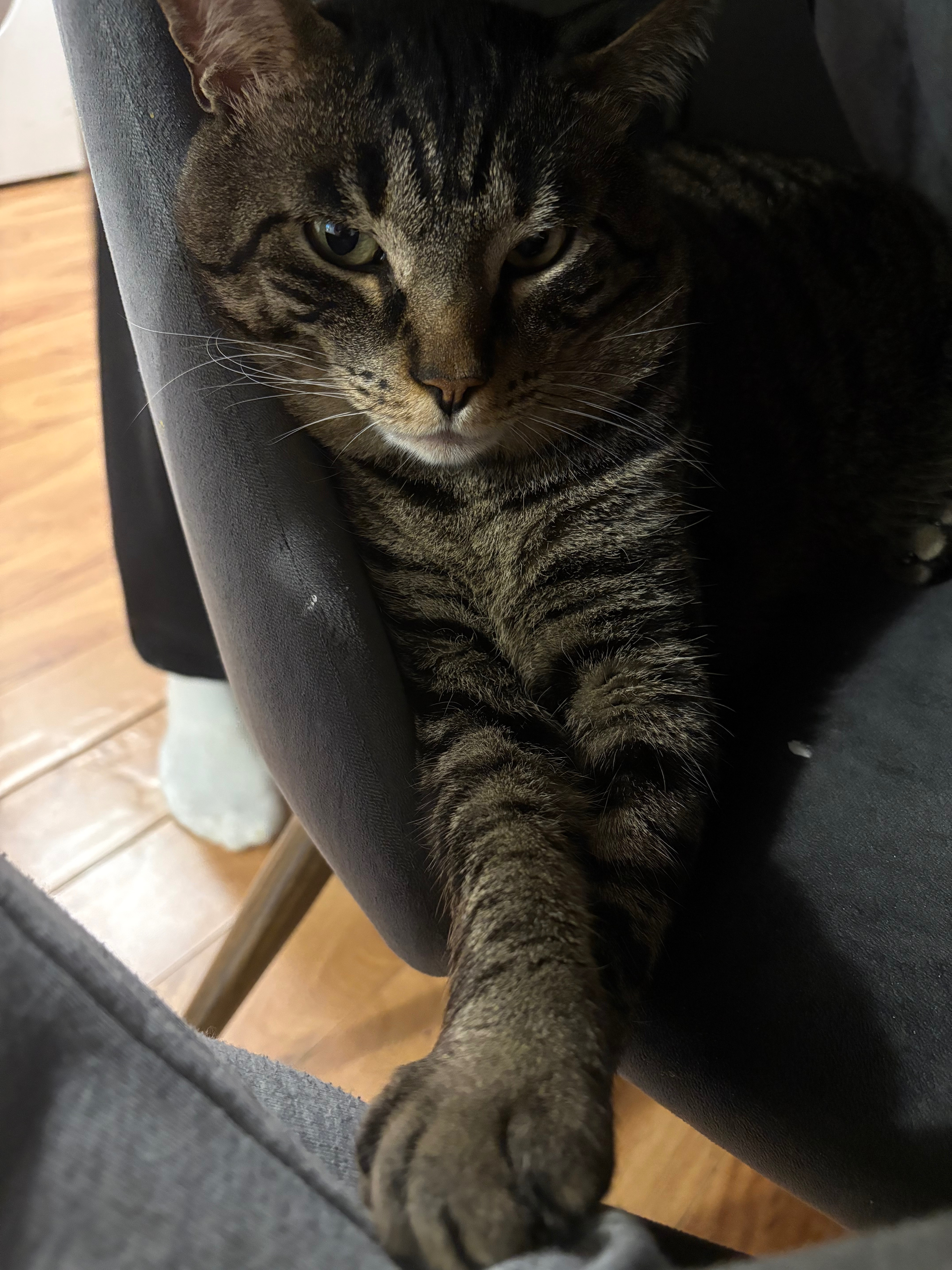 Please help save pistachio’s life campaign photo, 6 of 8