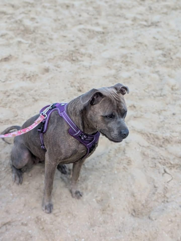 Help Zena Get Urgent Medical Care campaign photo, 7 of 8