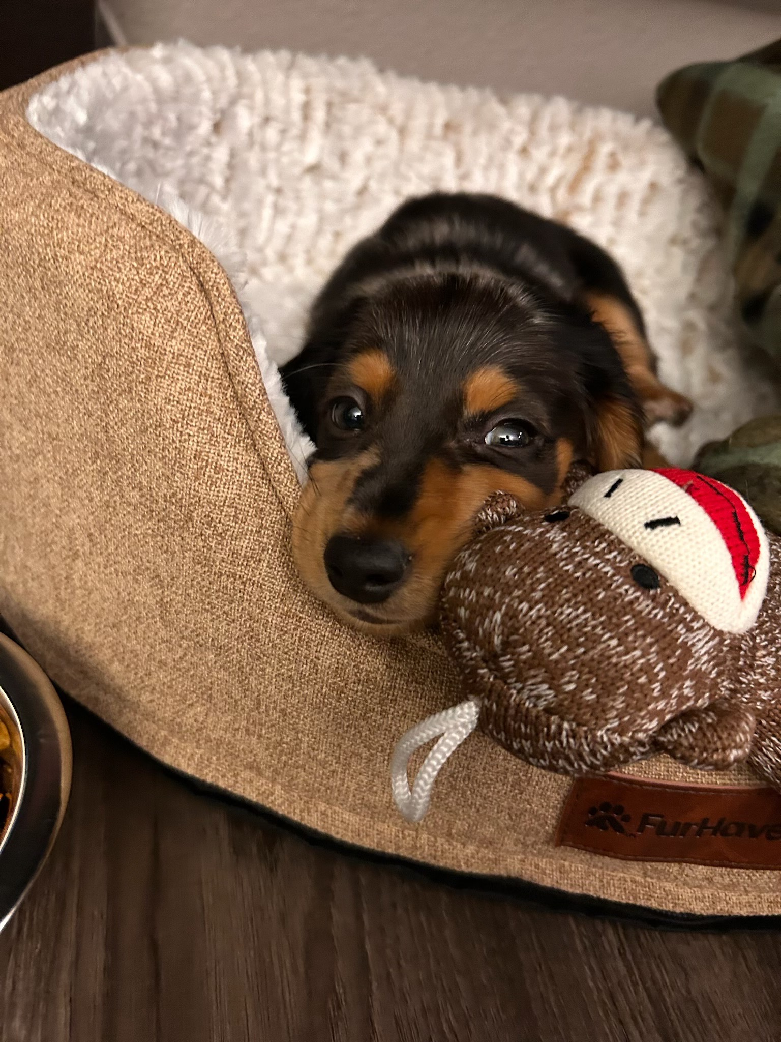 Support Schnitzel's Road to Recovery campaign photo, 6 of 7