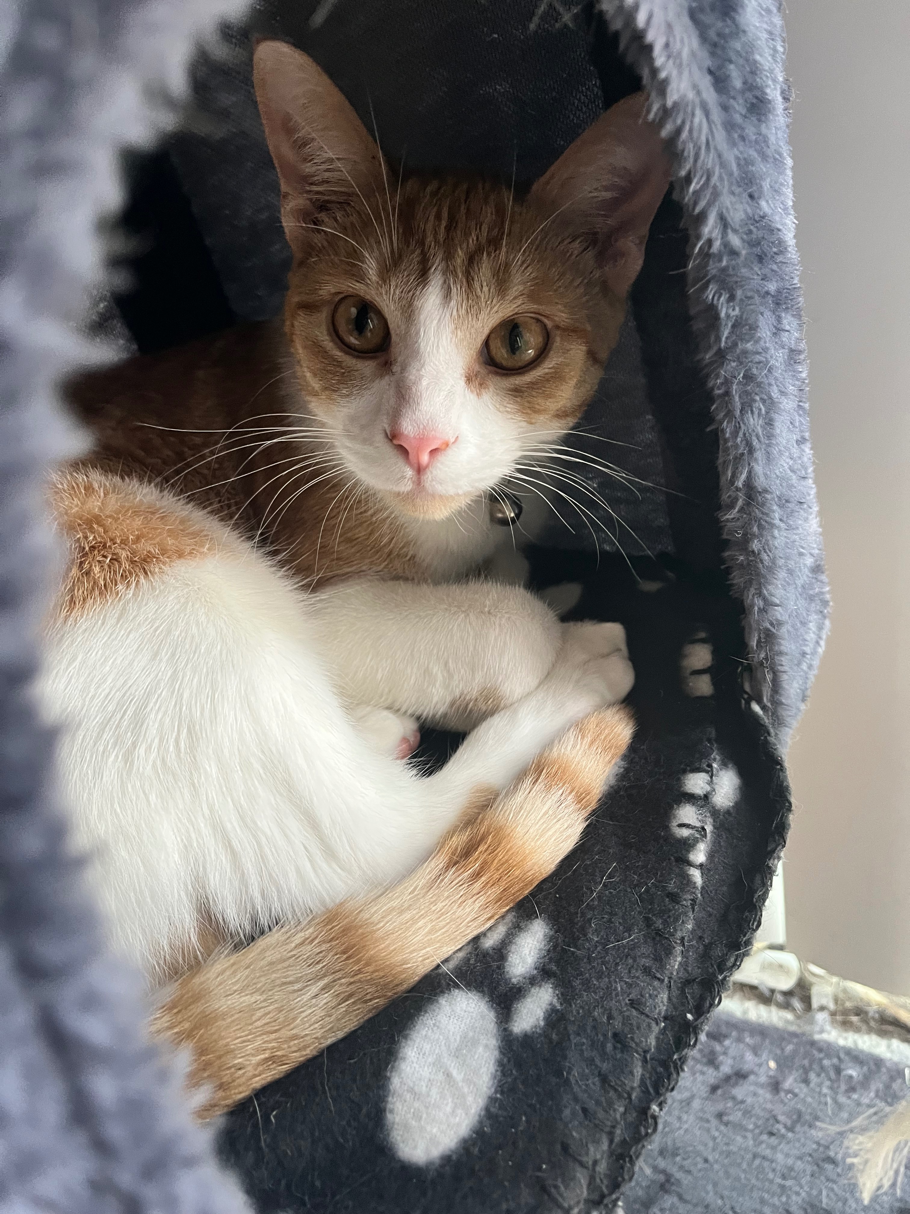 Save Mango: Urgent Surgery Needed campaign photo, 2 of 8