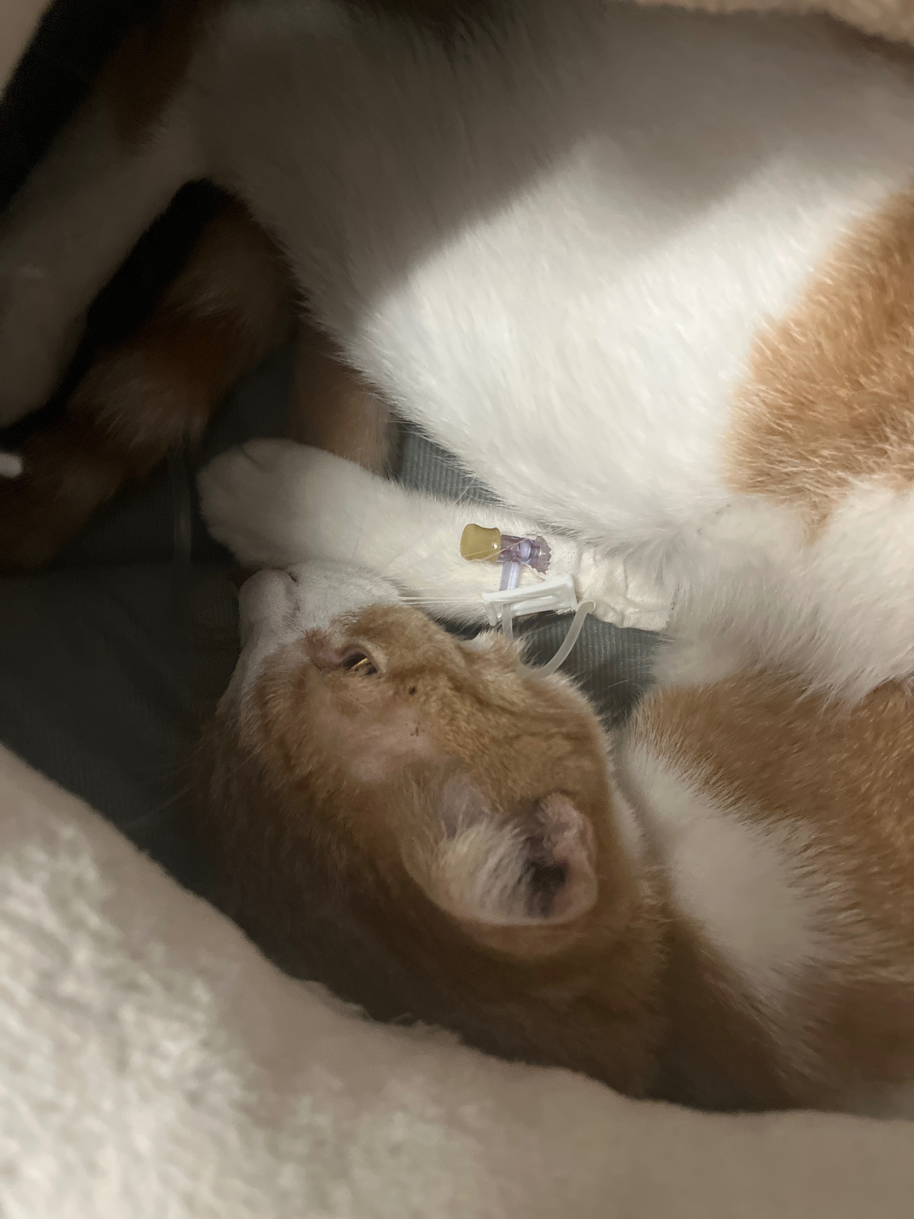 Save Mango: Urgent Surgery Needed campaign photo, 6 of 8