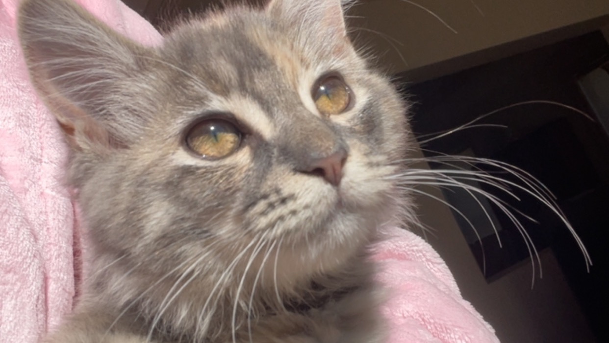 Help Me Get a Safe Outdoor Enclosure for My Cat photo