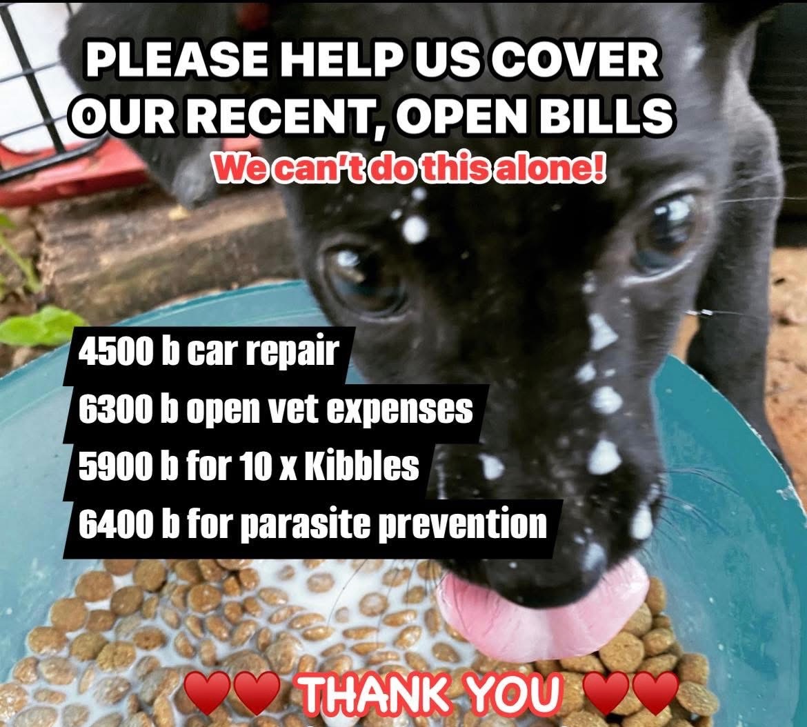 Help de zwerfhonden op Koh Chang overleven! campaign photo, 4 of 5