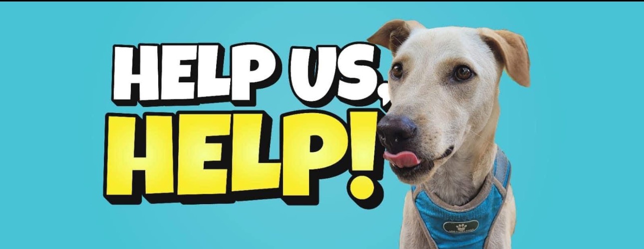 Help de zwerfhonden op Koh Chang overleven! campaign photo, 2 of 5
