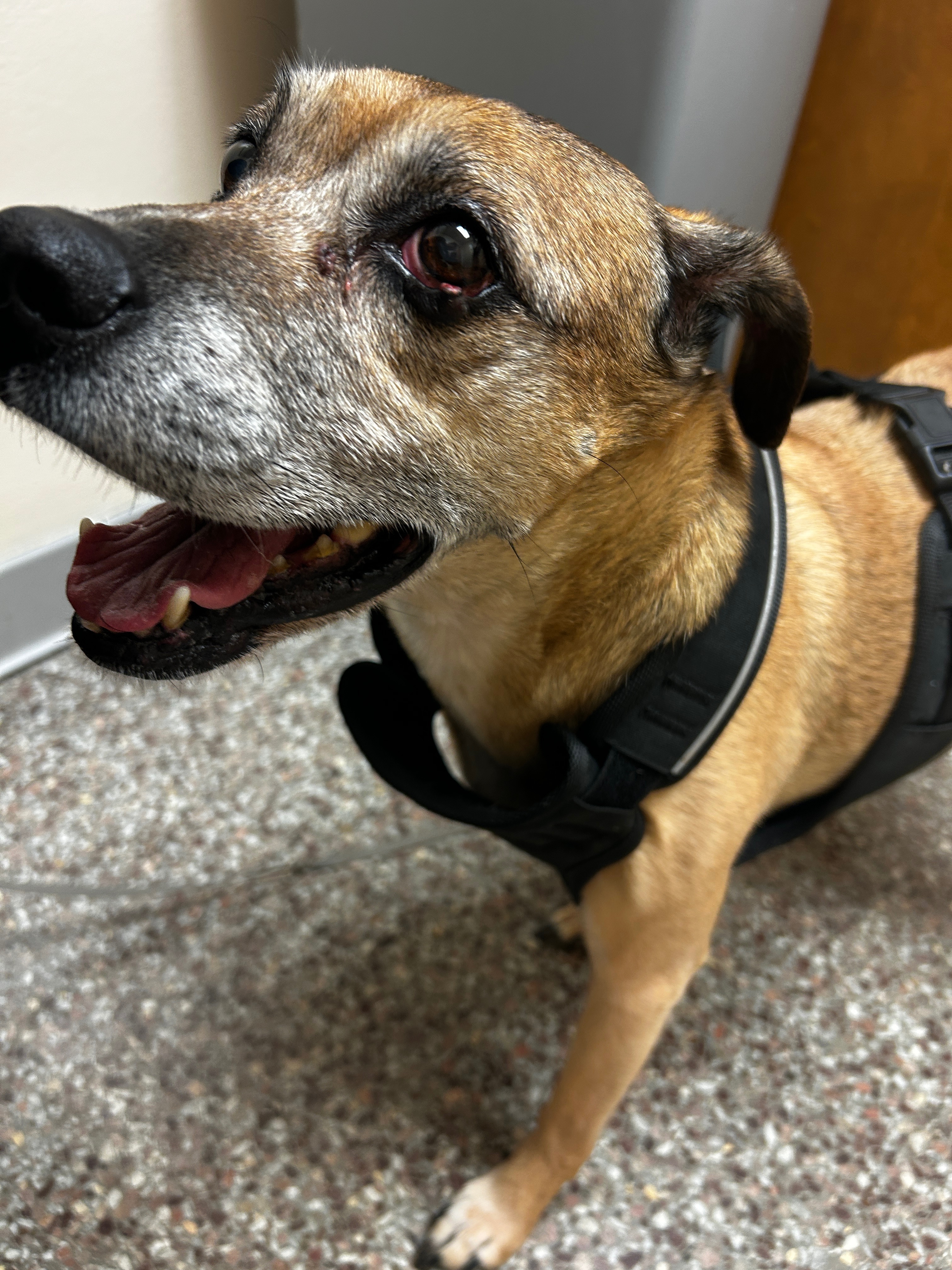 Help Root Get Life-Saving Eye Surgery campaign photo, 2 of 5