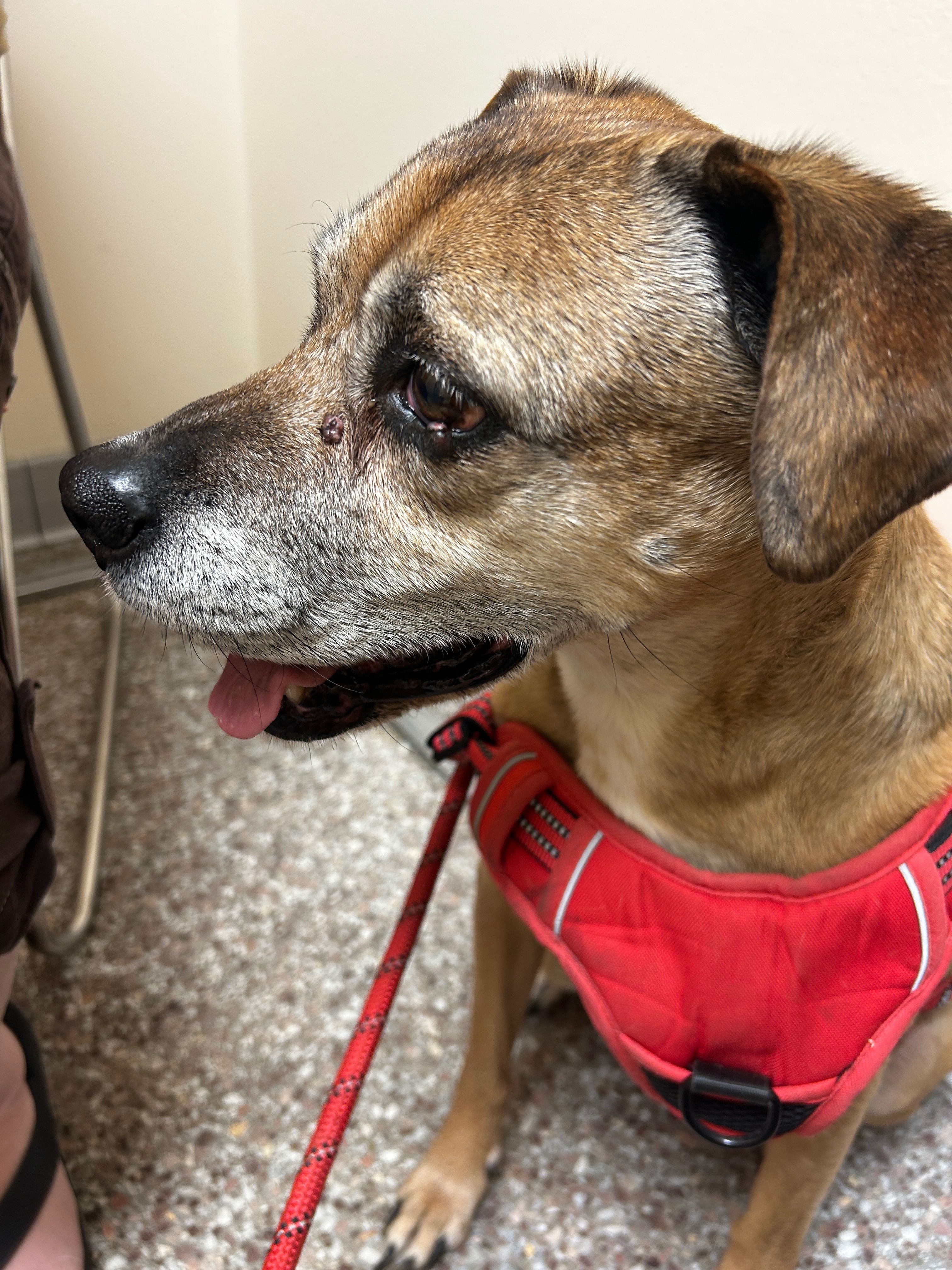 Help Root Get Life-Saving Eye Surgery campaign photo, 4 of 5