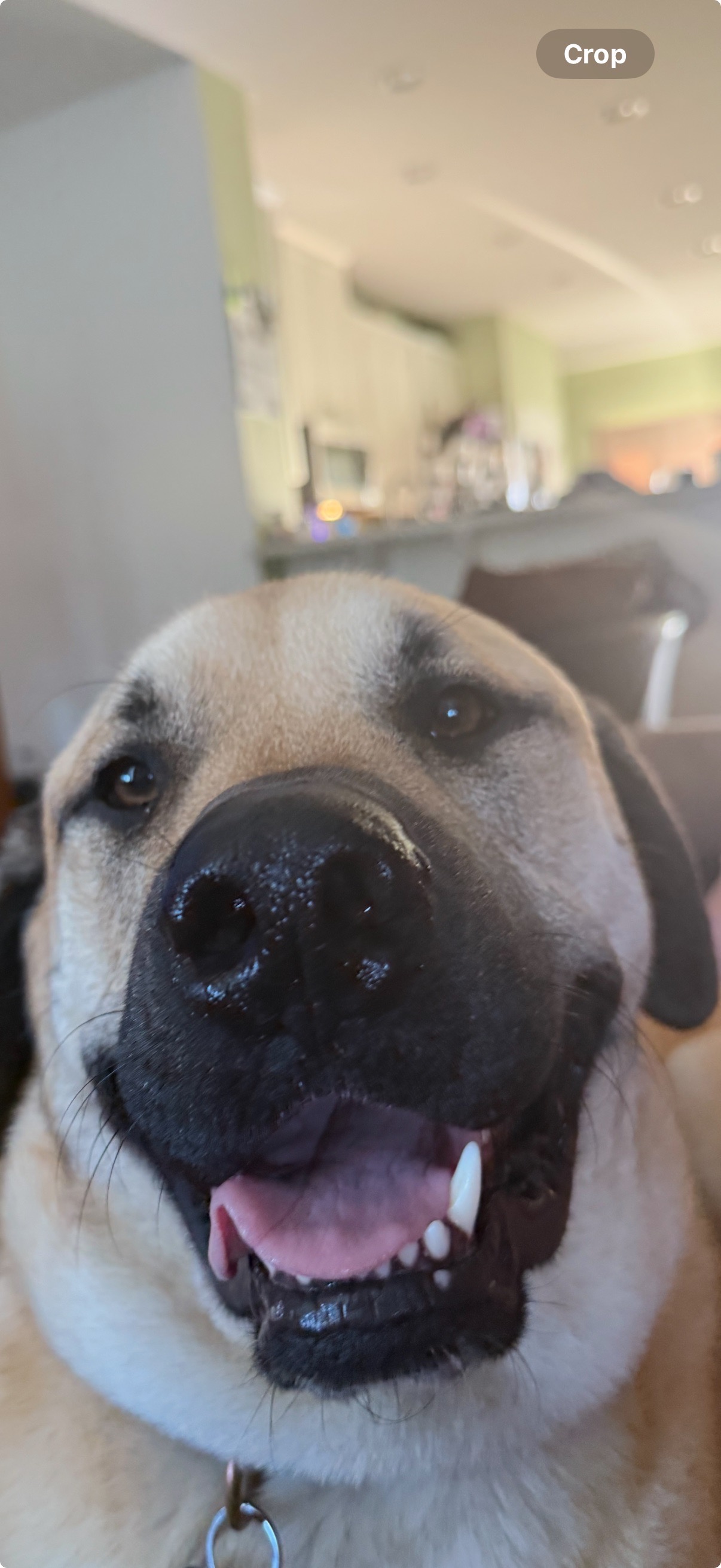 Help Tato Heal: Support His Surgery campaign photo, 2 of 8