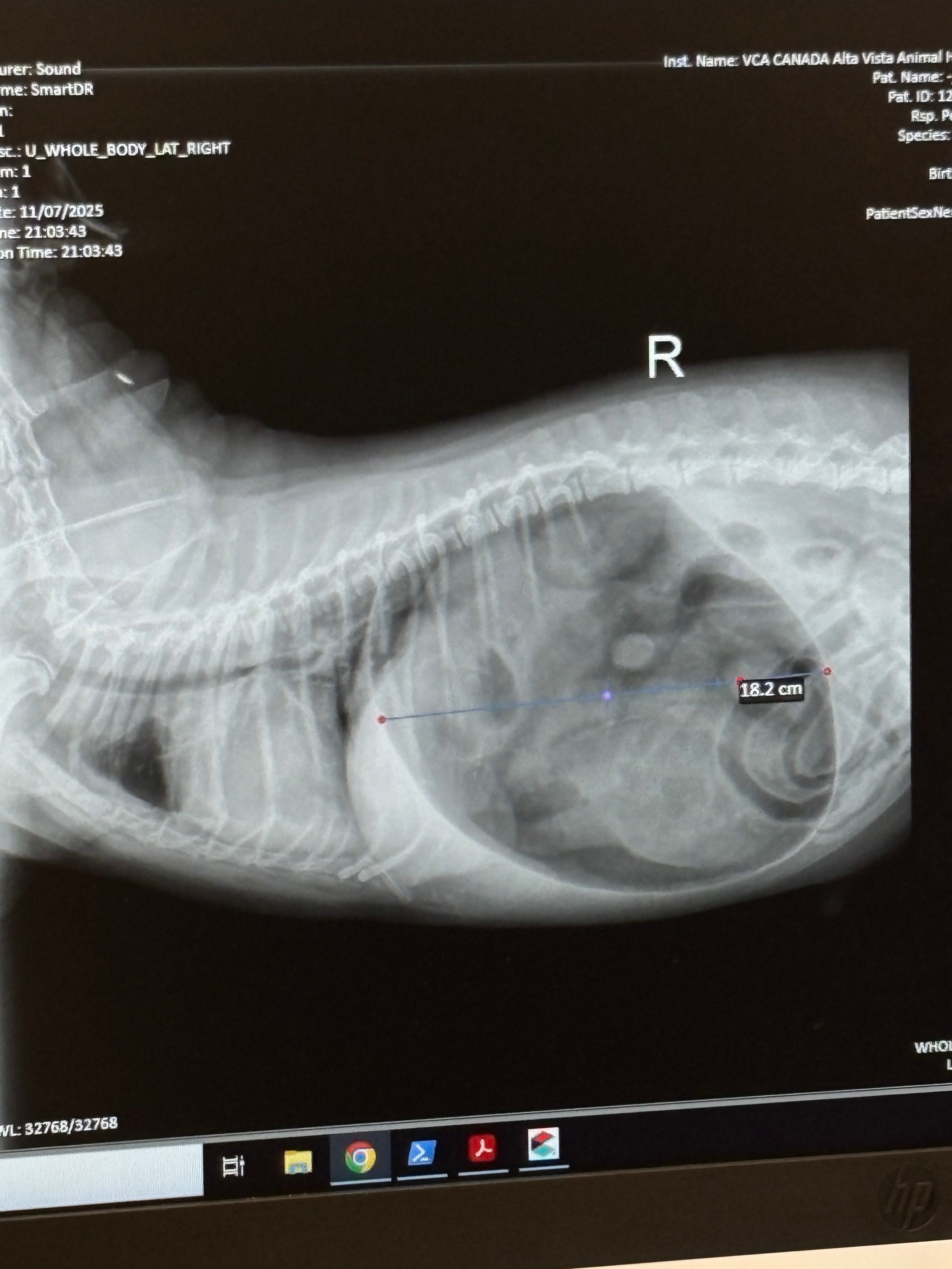 Overwhelming vet costs campaign photo, 6 of 7