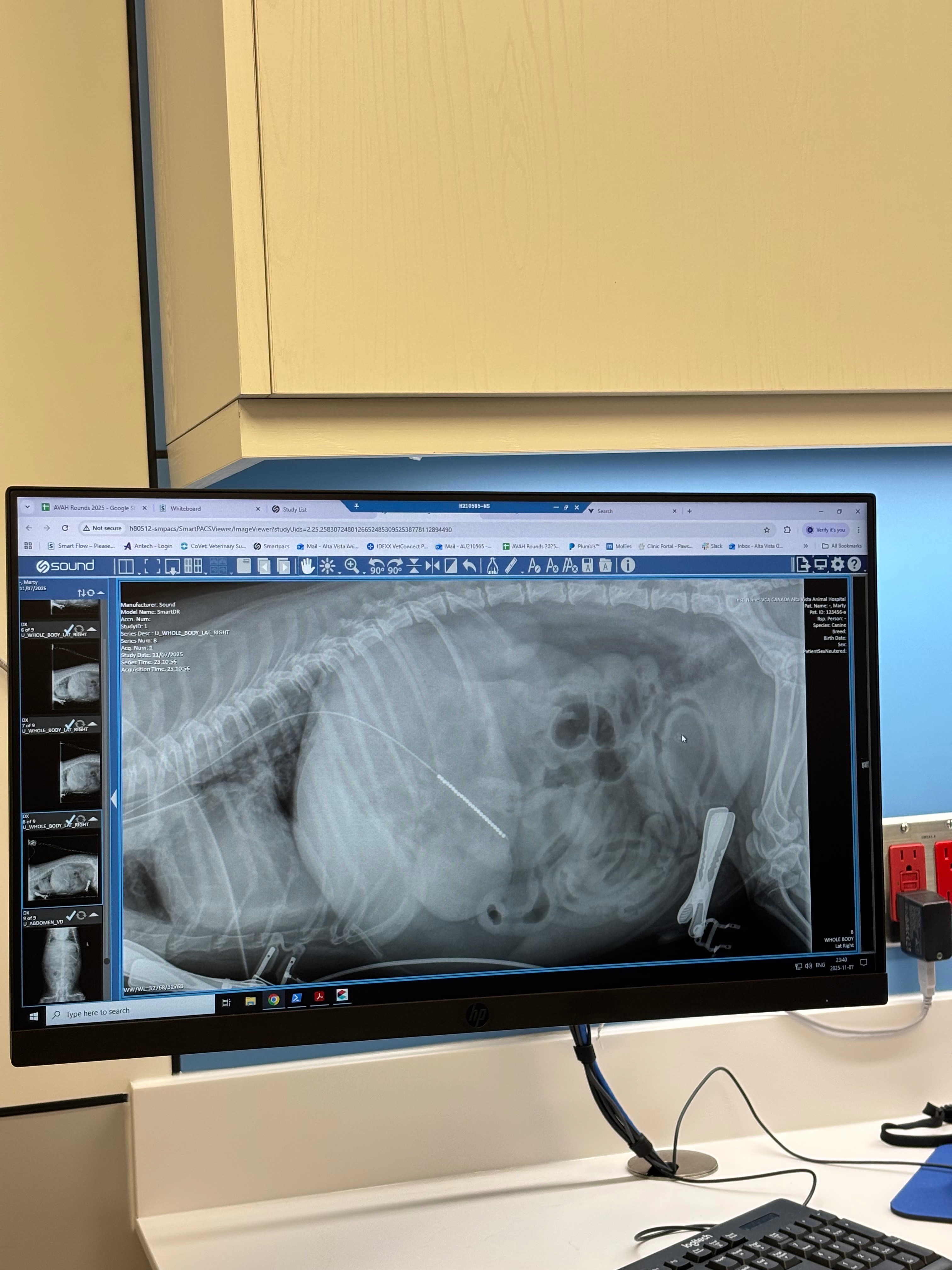 Overwhelming vet costs campaign photo, 2 of 7