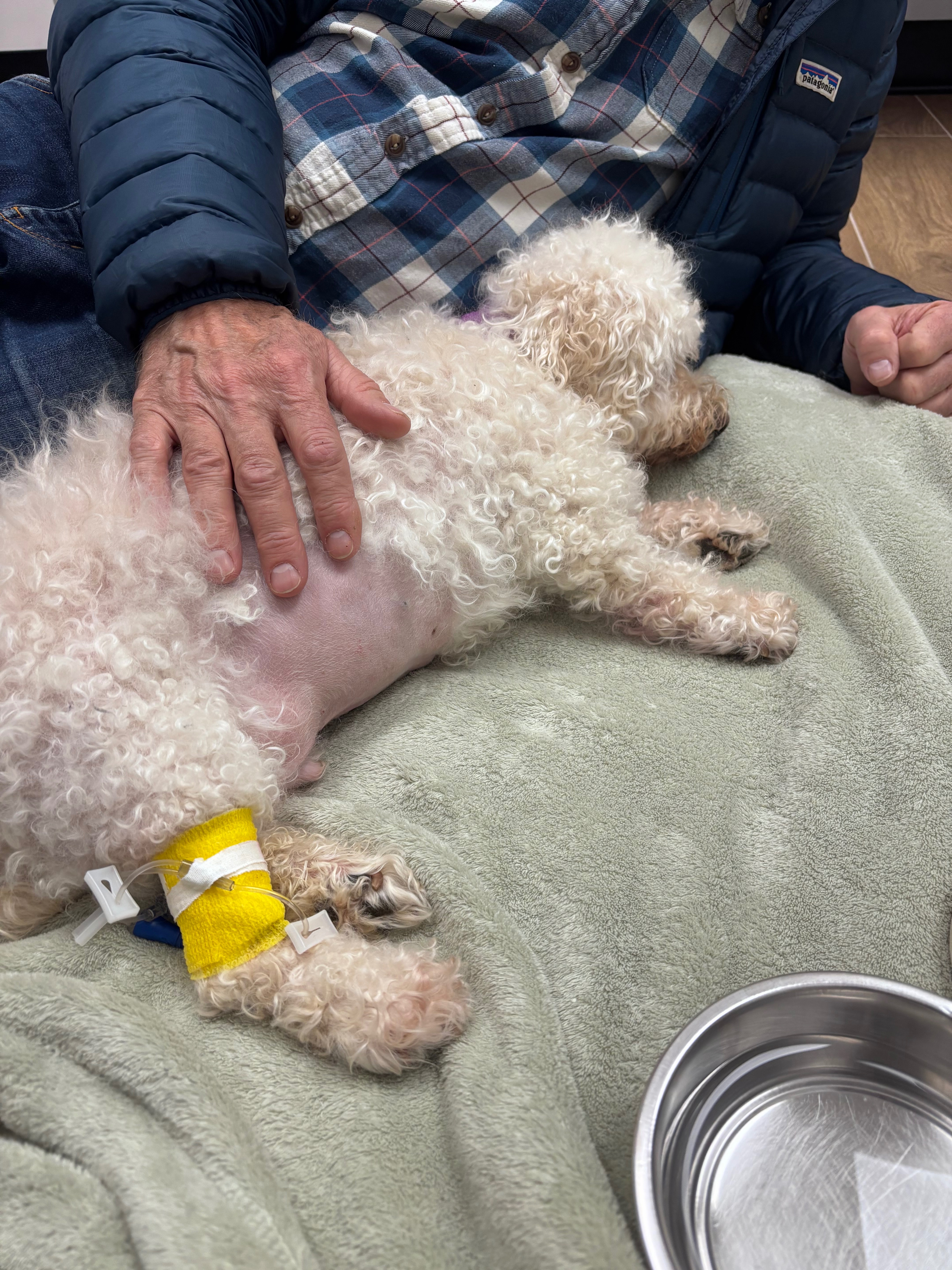 Overwhelming vet costs campaign photo, 5 of 7