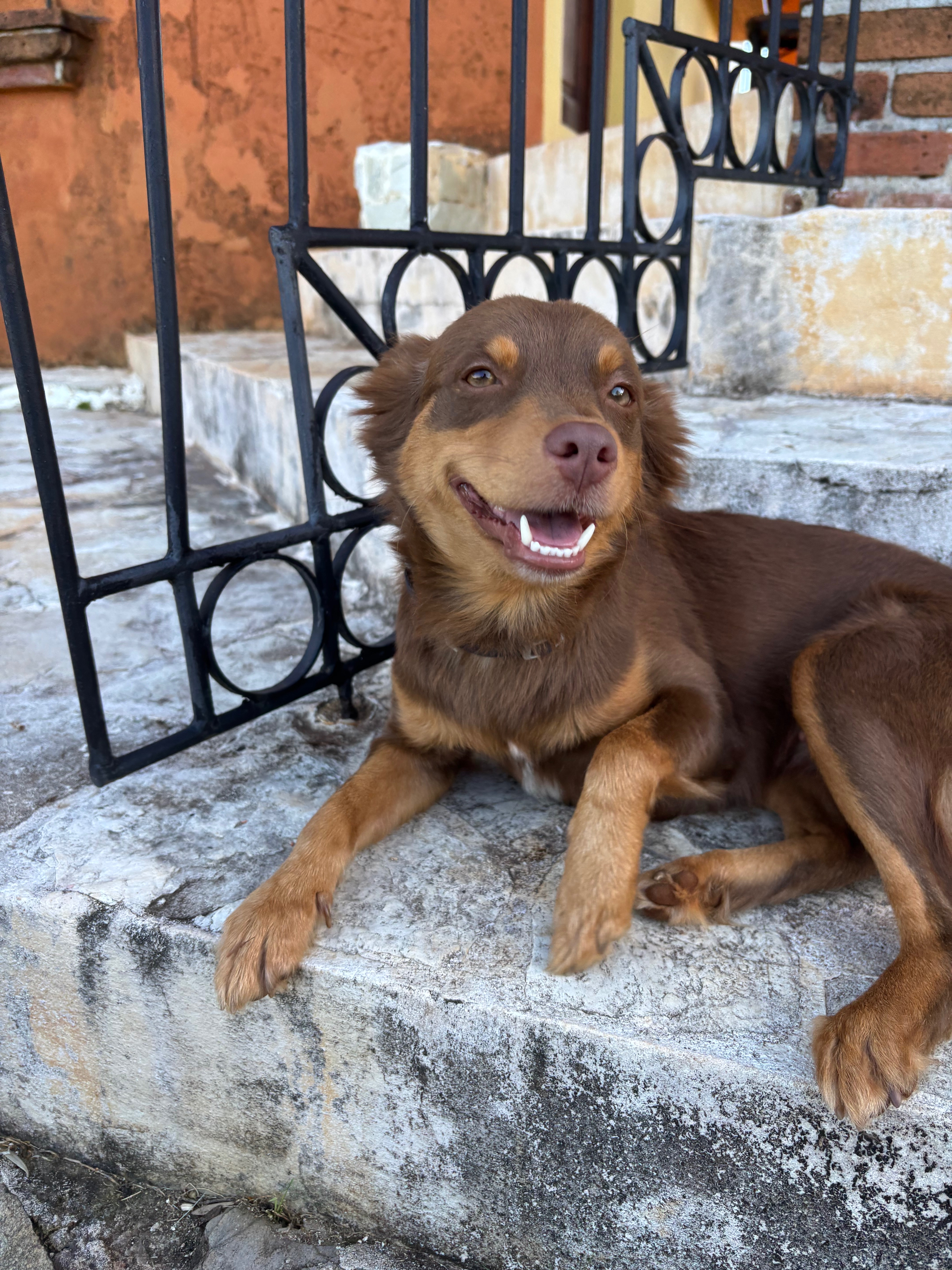 Street Dogs of Las Terrenas (food, water & care) campaign photo, 2 of 5