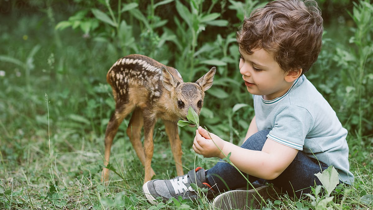 Donate to build fawn sanctuary (manage revamp)