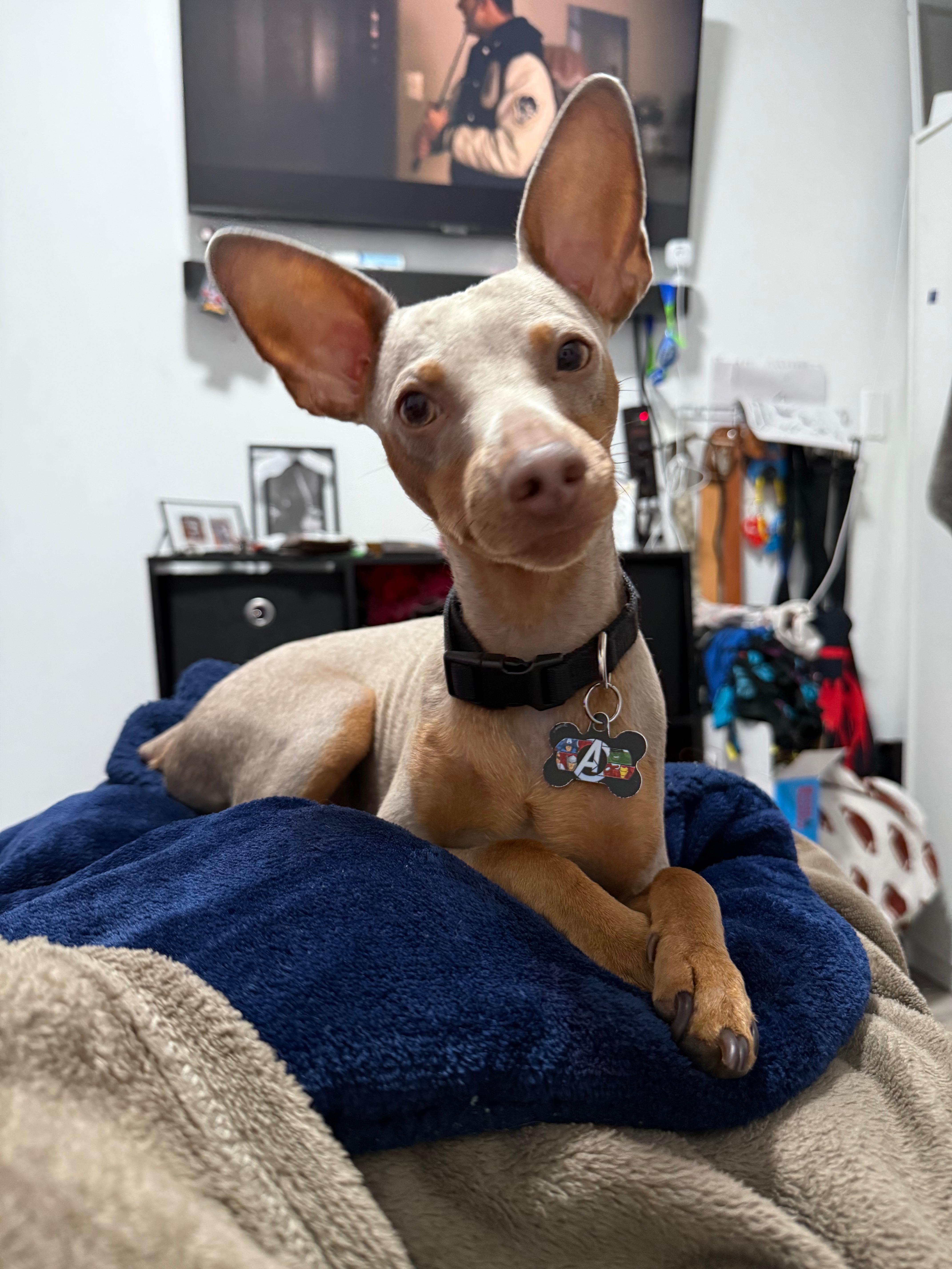 Get Enzo walking again! campaign photo, 4 of 7