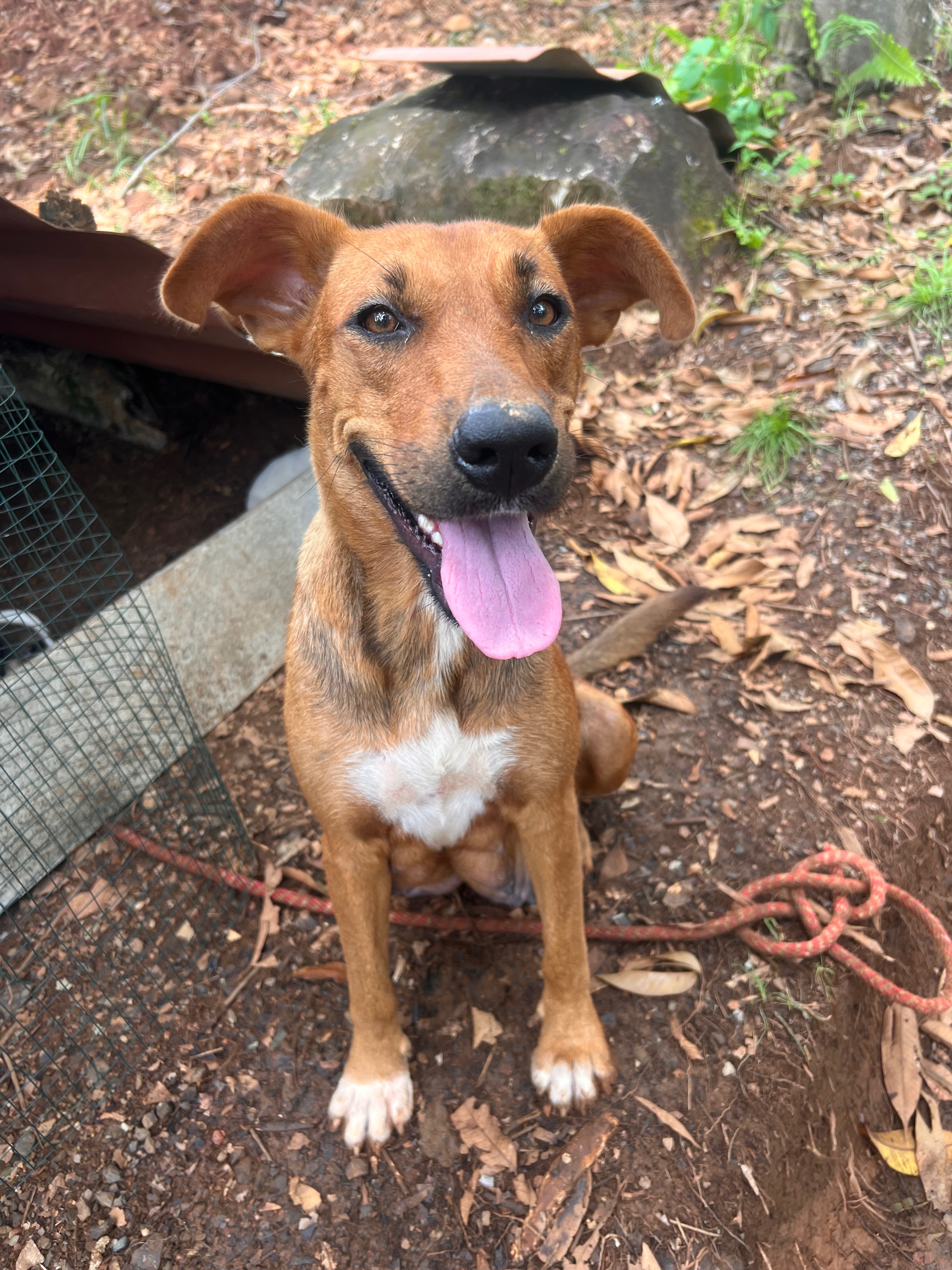 Help Shauna Rescue Mama Dog and Her Puppies campaign photo, 2 of 4