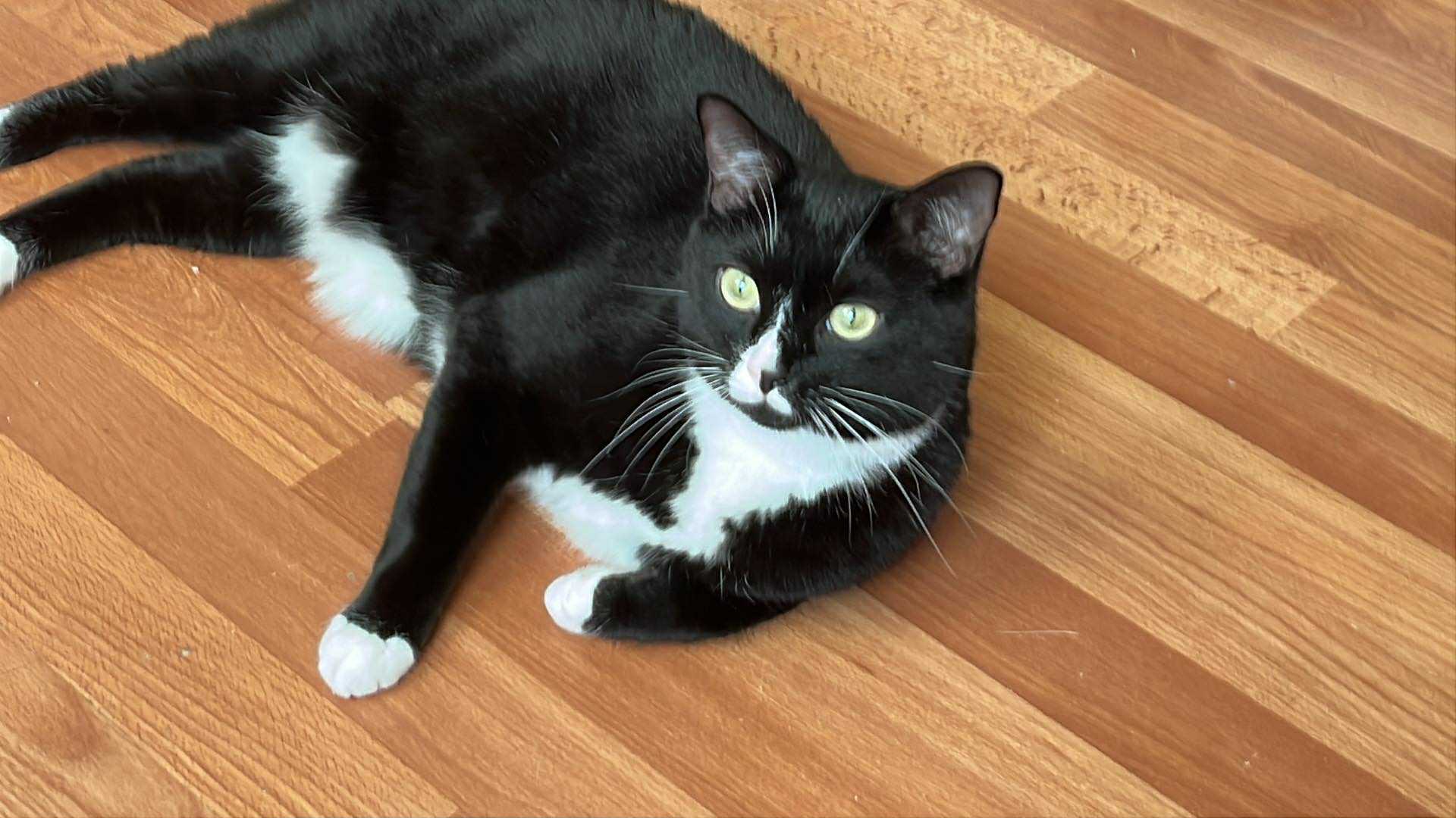 Donate to help Raurus vet bills campaign photo, 5 of 6