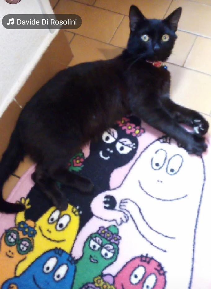 Aiutiamo Vladimiro, un dolce gattino disabile campaign photo, 5 of 7