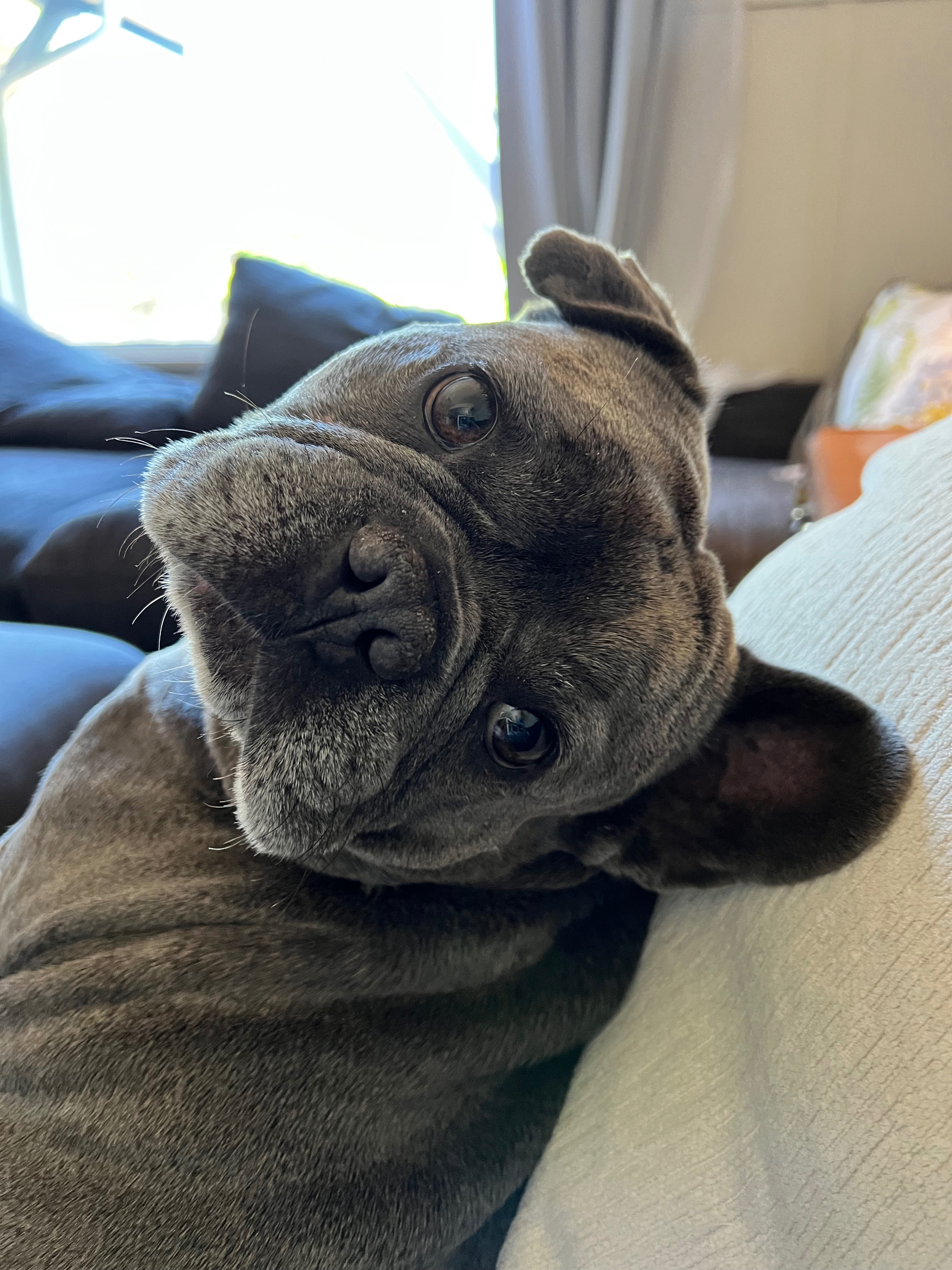 Help Franklin End His Chronic Ear Pain campaign photo, 7 of 8