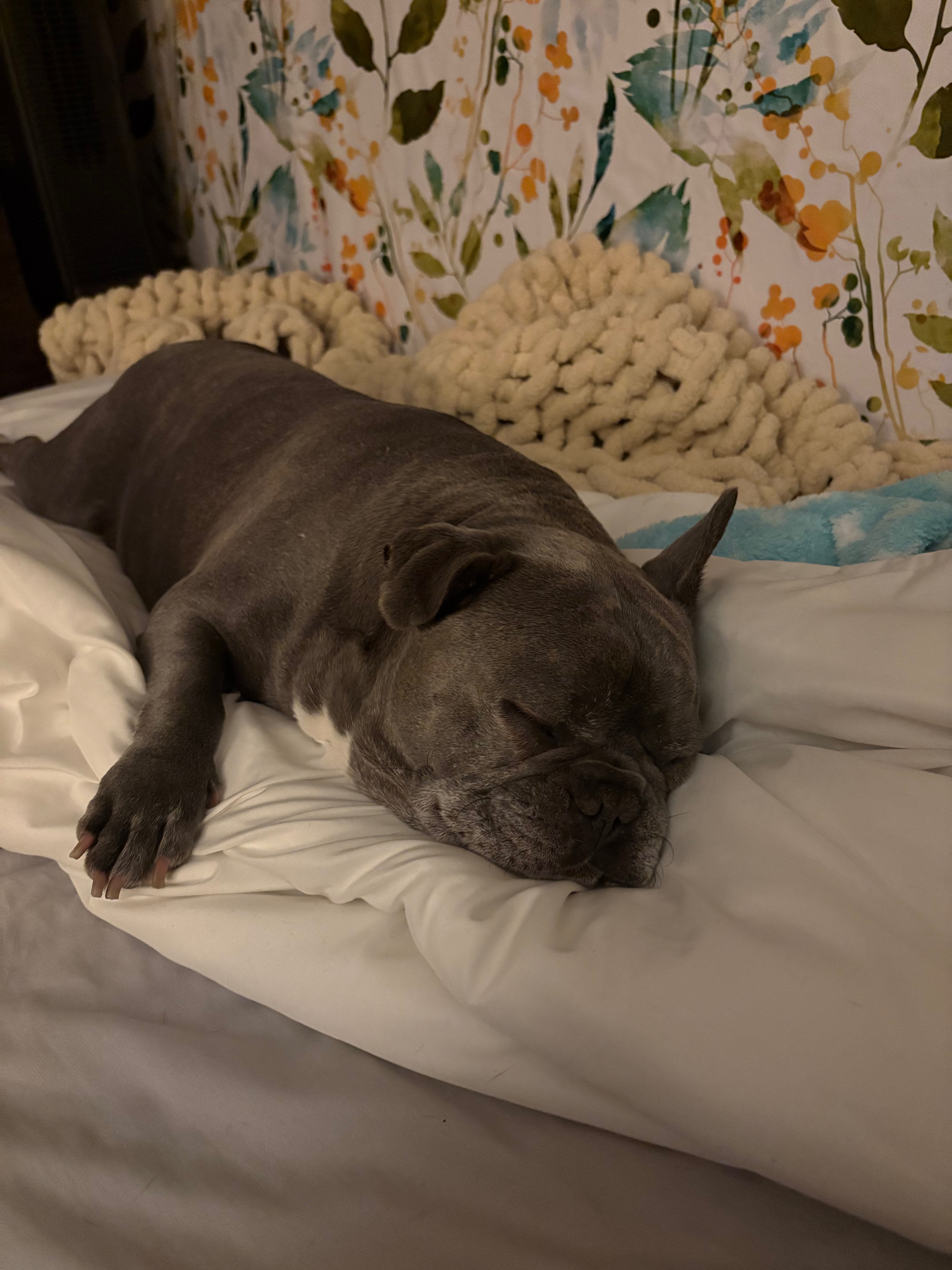 Help Franklin End His Chronic Ear Pain campaign photo, 2 of 8