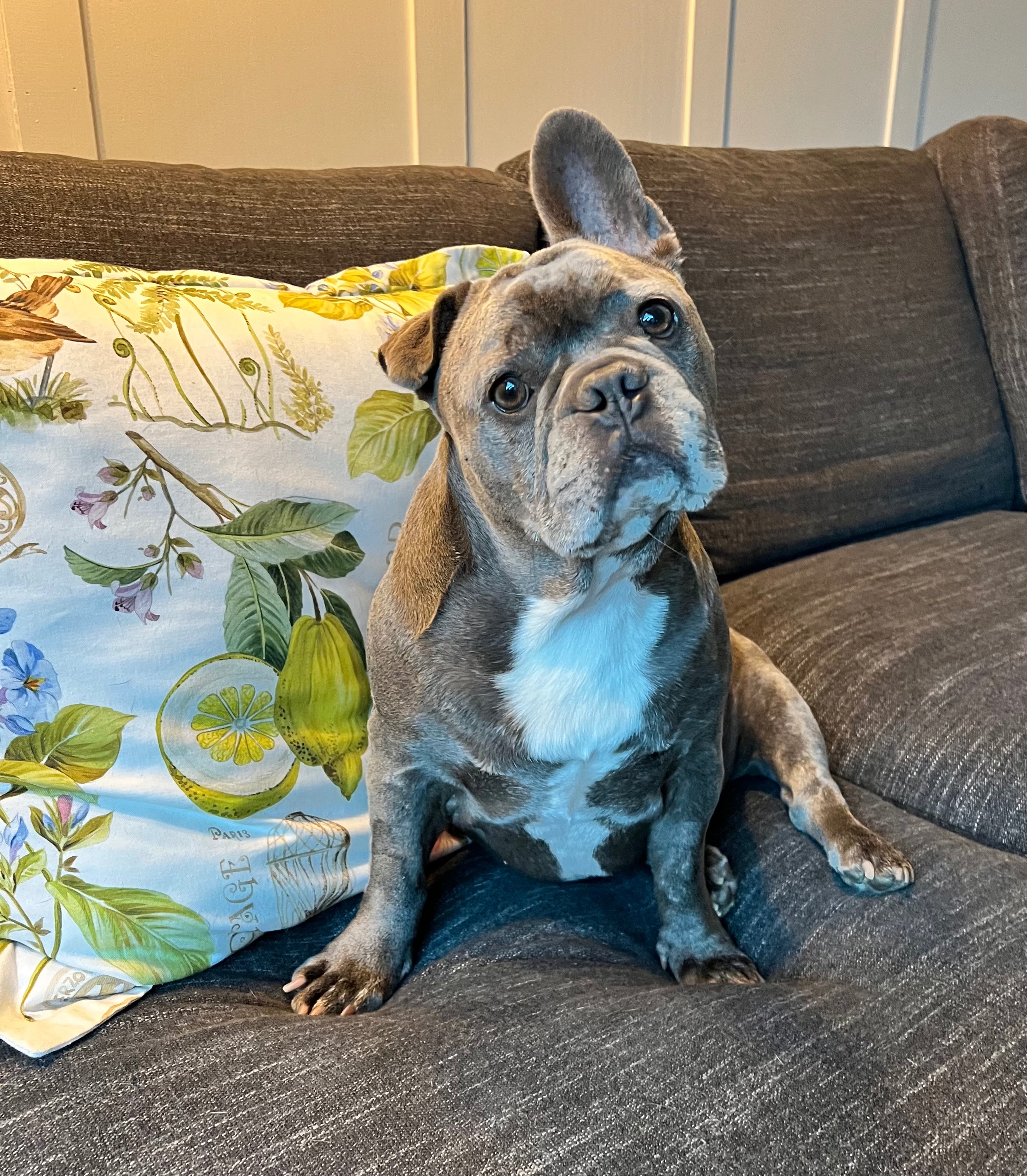 Help Franklin End His Chronic Ear Pain campaign photo, 4 of 8