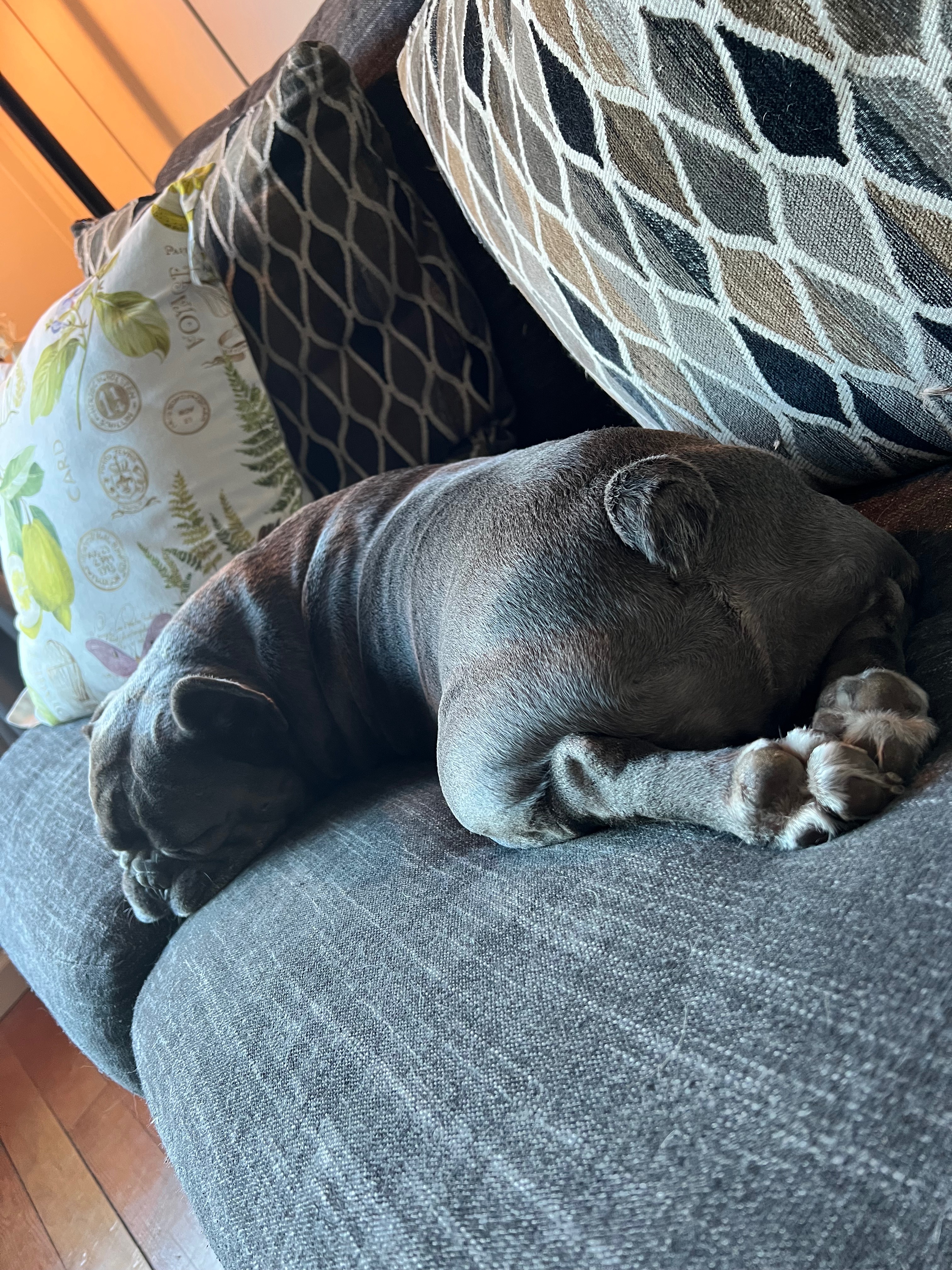 Help Franklin End His Chronic Ear Pain campaign photo, 5 of 8