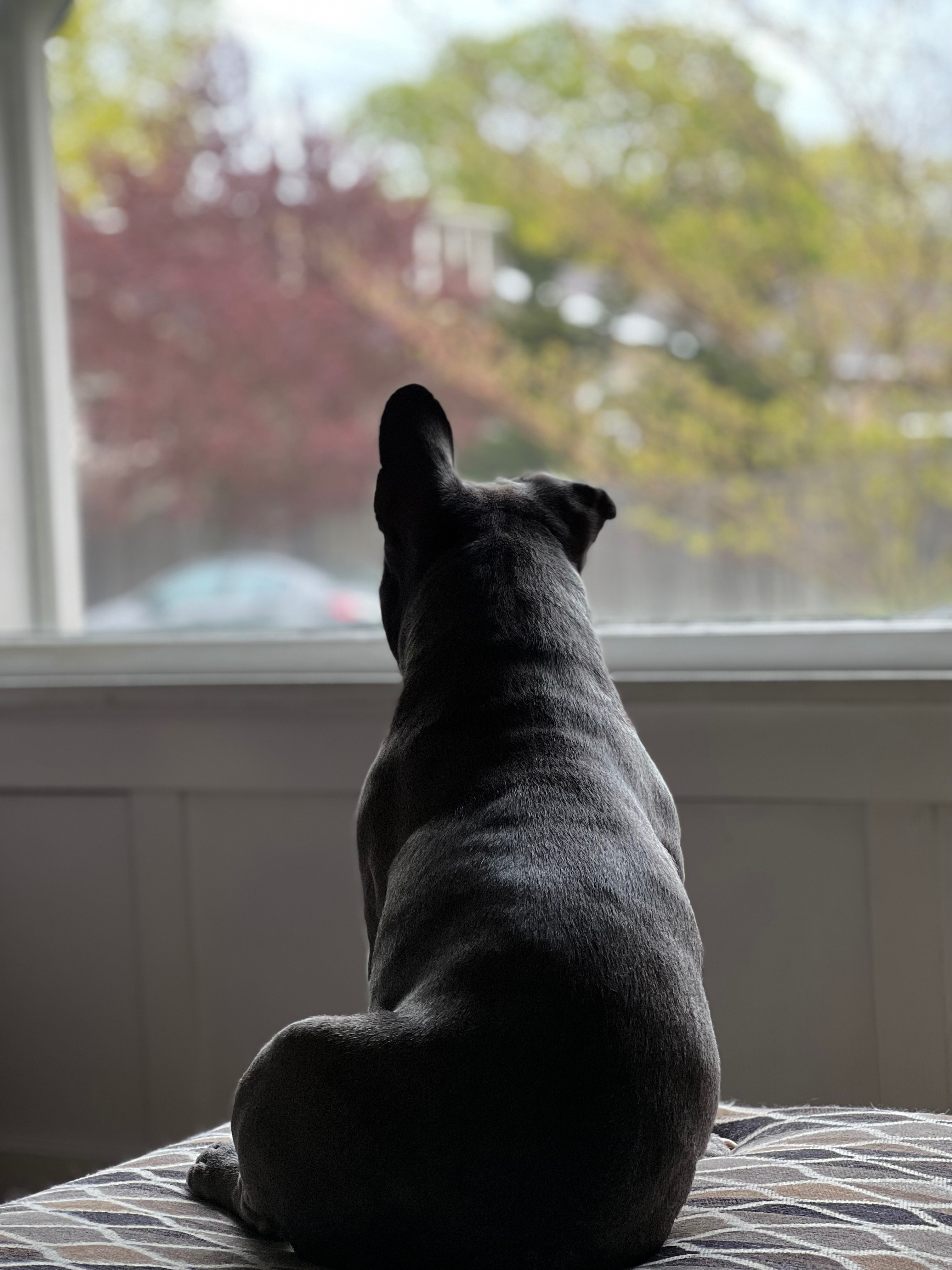 Help Franklin End His Chronic Ear Pain campaign photo, 6 of 8
