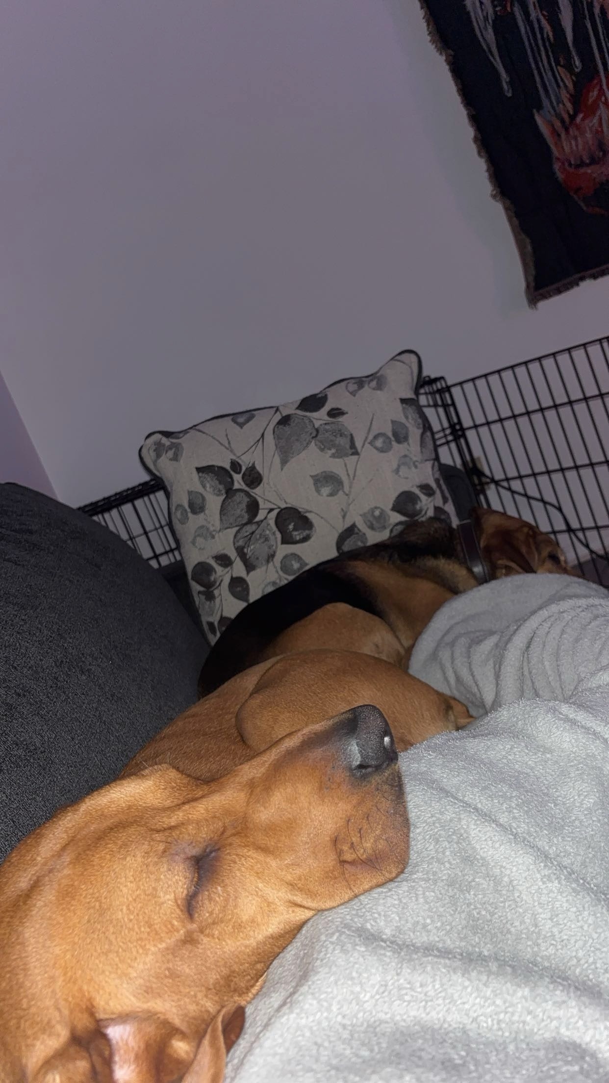Give Whiskey a Chance to Run Again campaign photo, 6 of 7