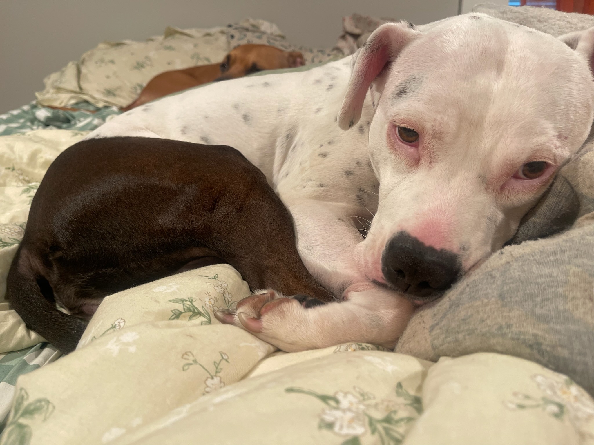 Help Bean Heal After Dog Attack campaign photo, 6 of 7