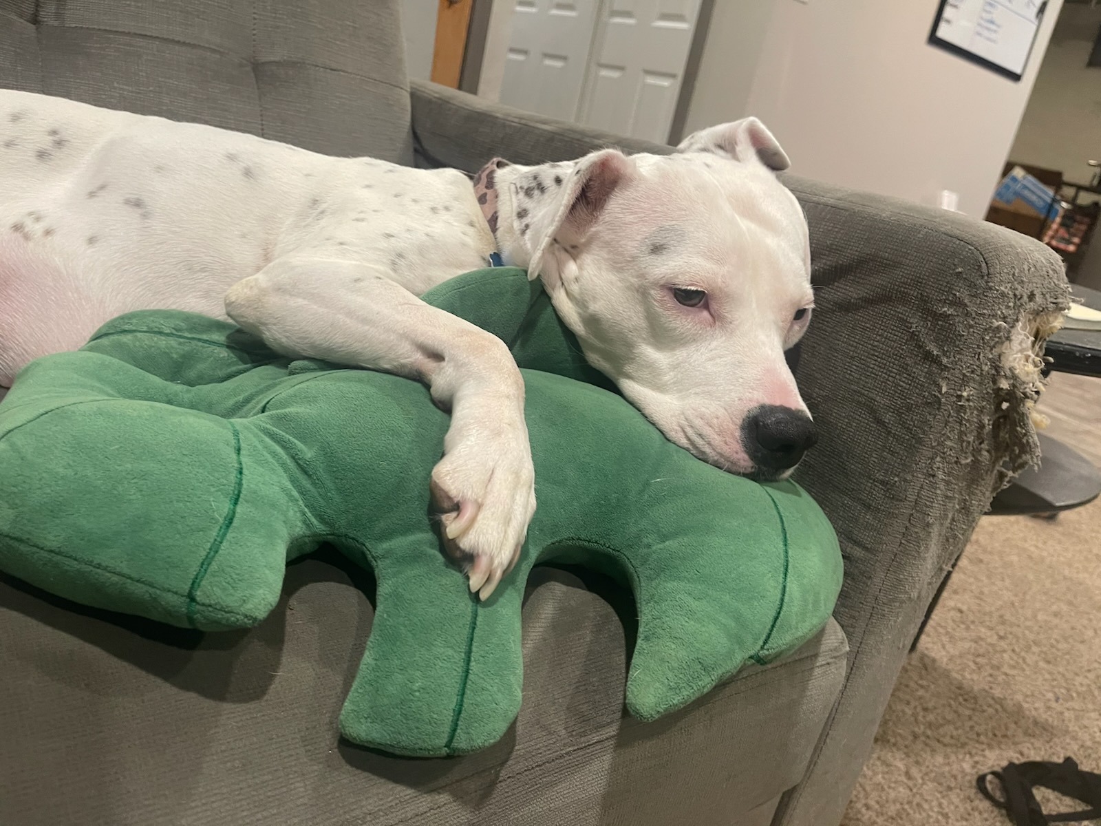 Help Bean Heal After Dog Attack campaign photo, 2 of 7