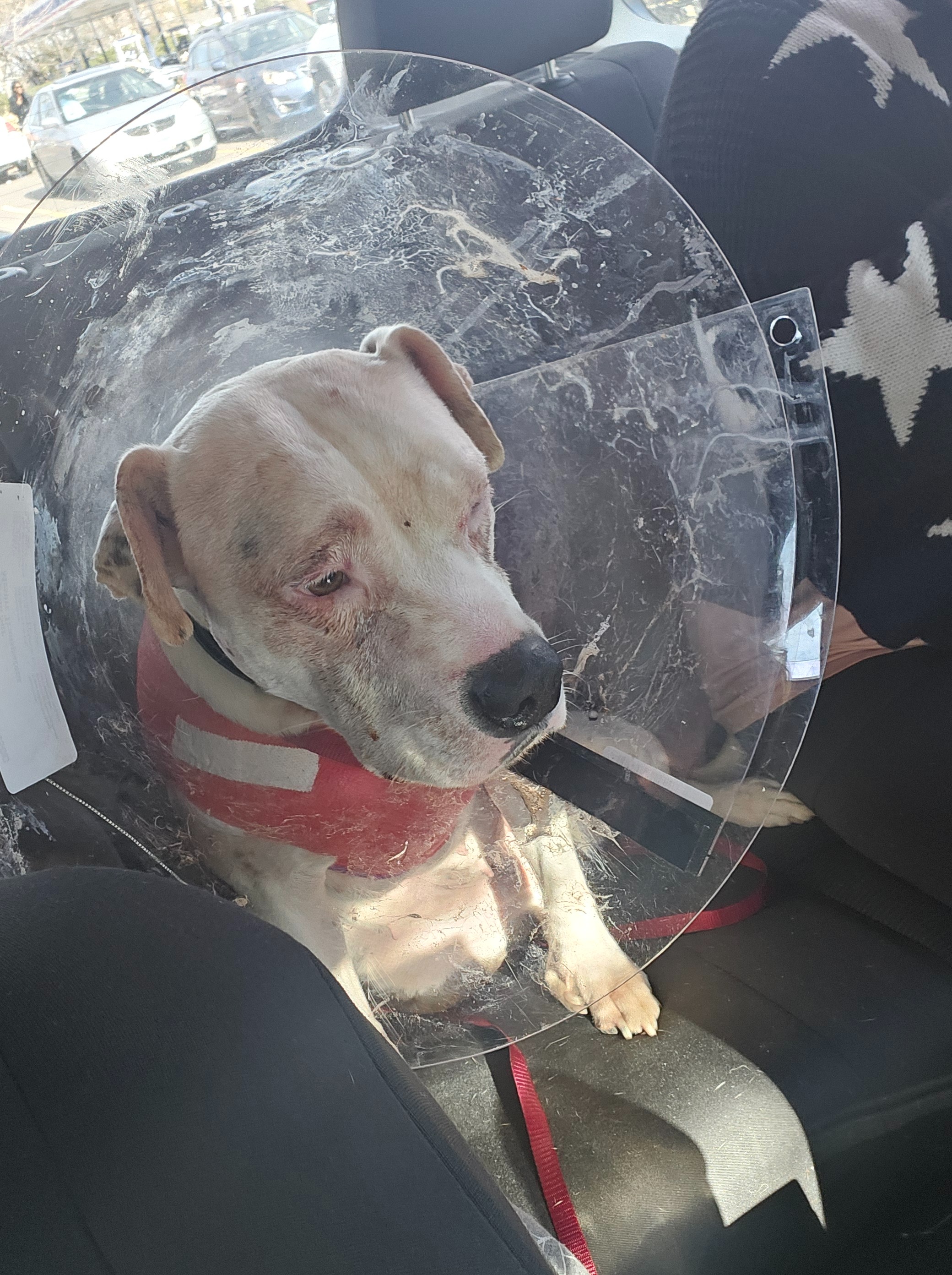 Help Bean Heal After Dog Attack campaign photo, 4 of 7
