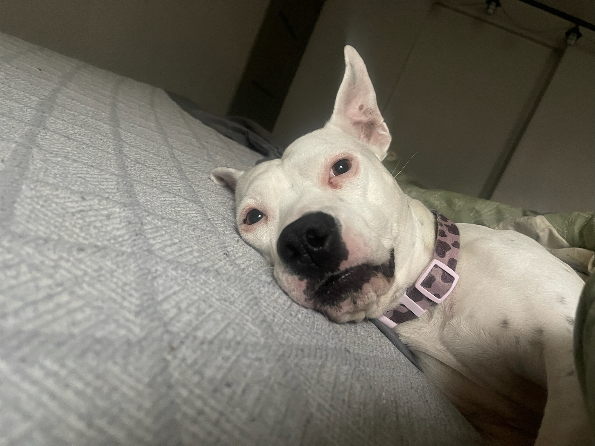 Help Bean Heal After Dog Attack campaign photo, 5 of 7