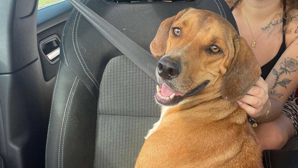 Rescuing Rico the Costa Rican stray dog photo