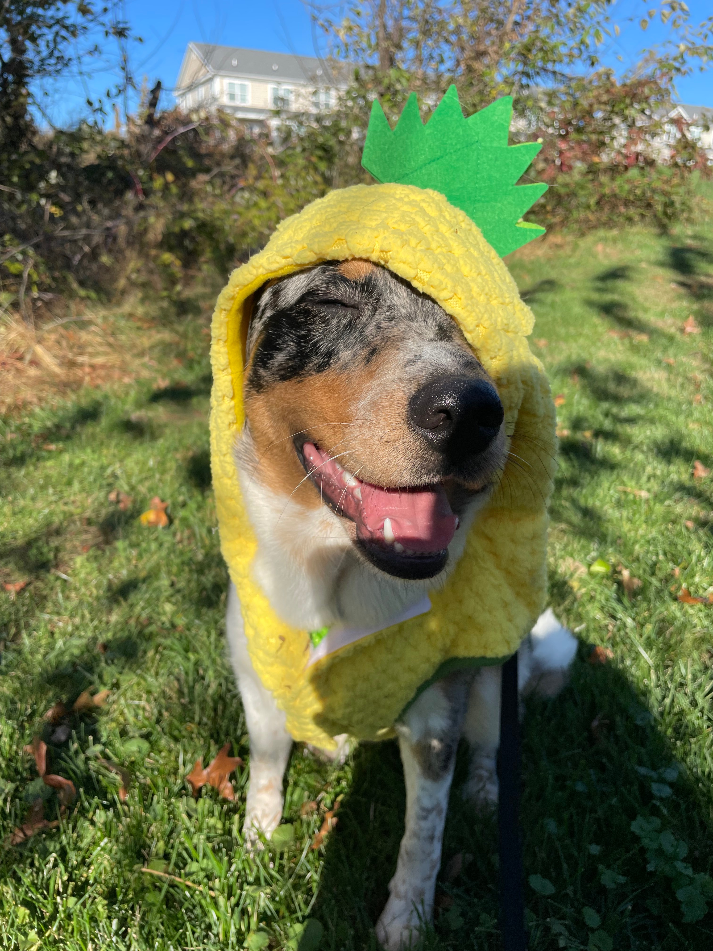 Help Margot Walk Again: Support Her ACL Surgery campaign photo, 4 of 8