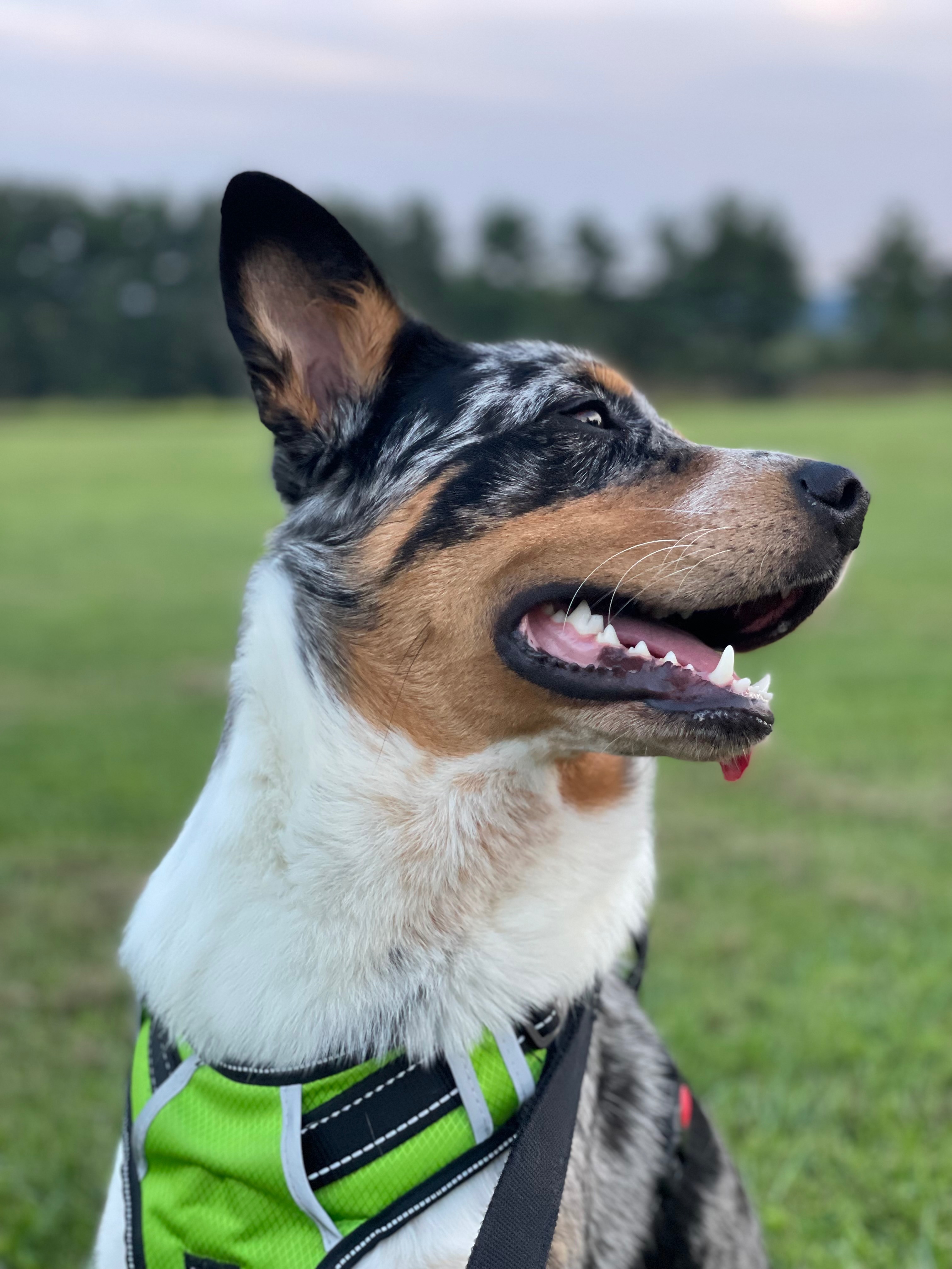 Help Margot Walk Again: Support Her ACL Surgery campaign photo, 2 of 8