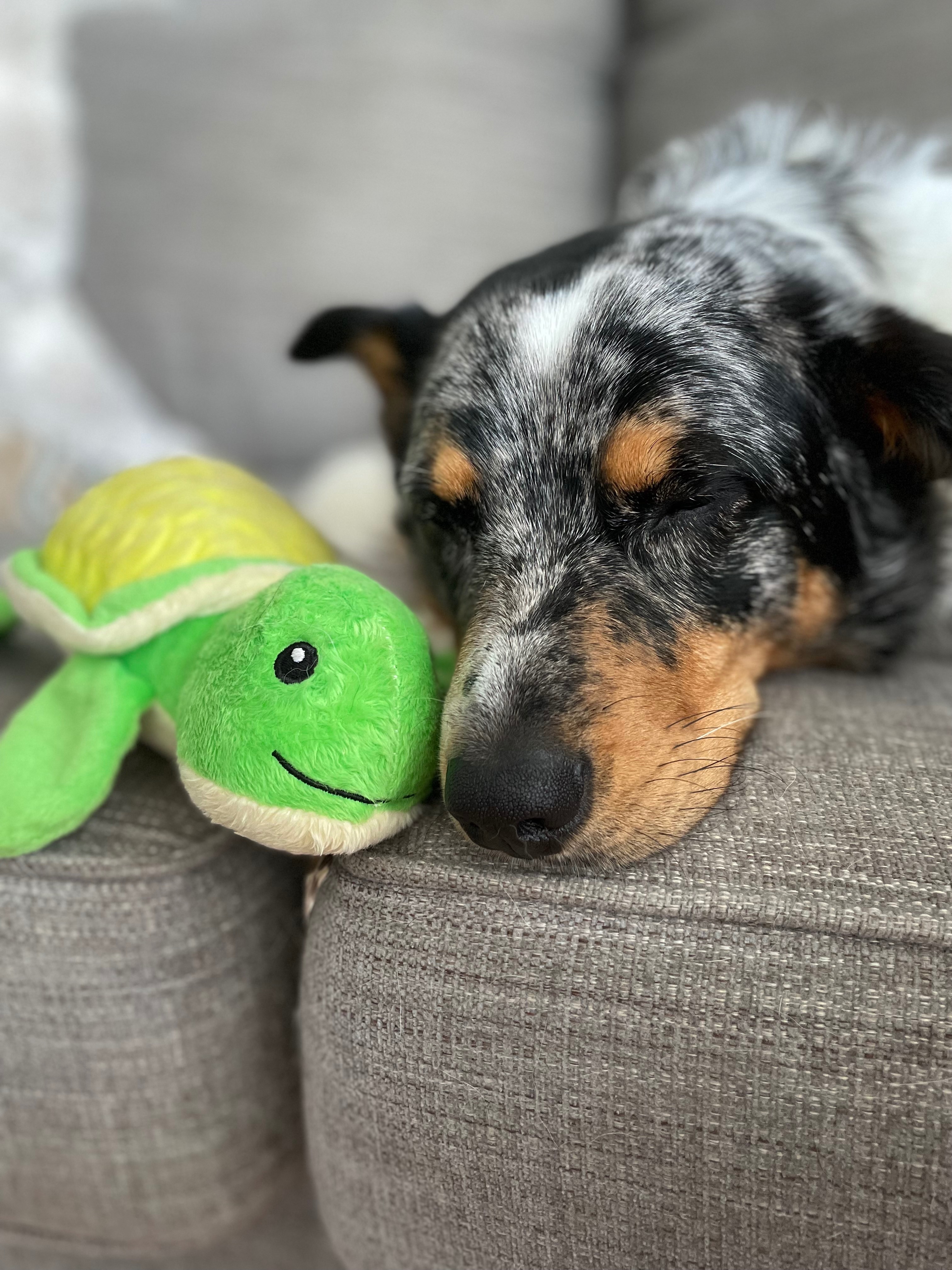 Help Margot Walk Again: Support Her ACL Surgery campaign photo, 5 of 8