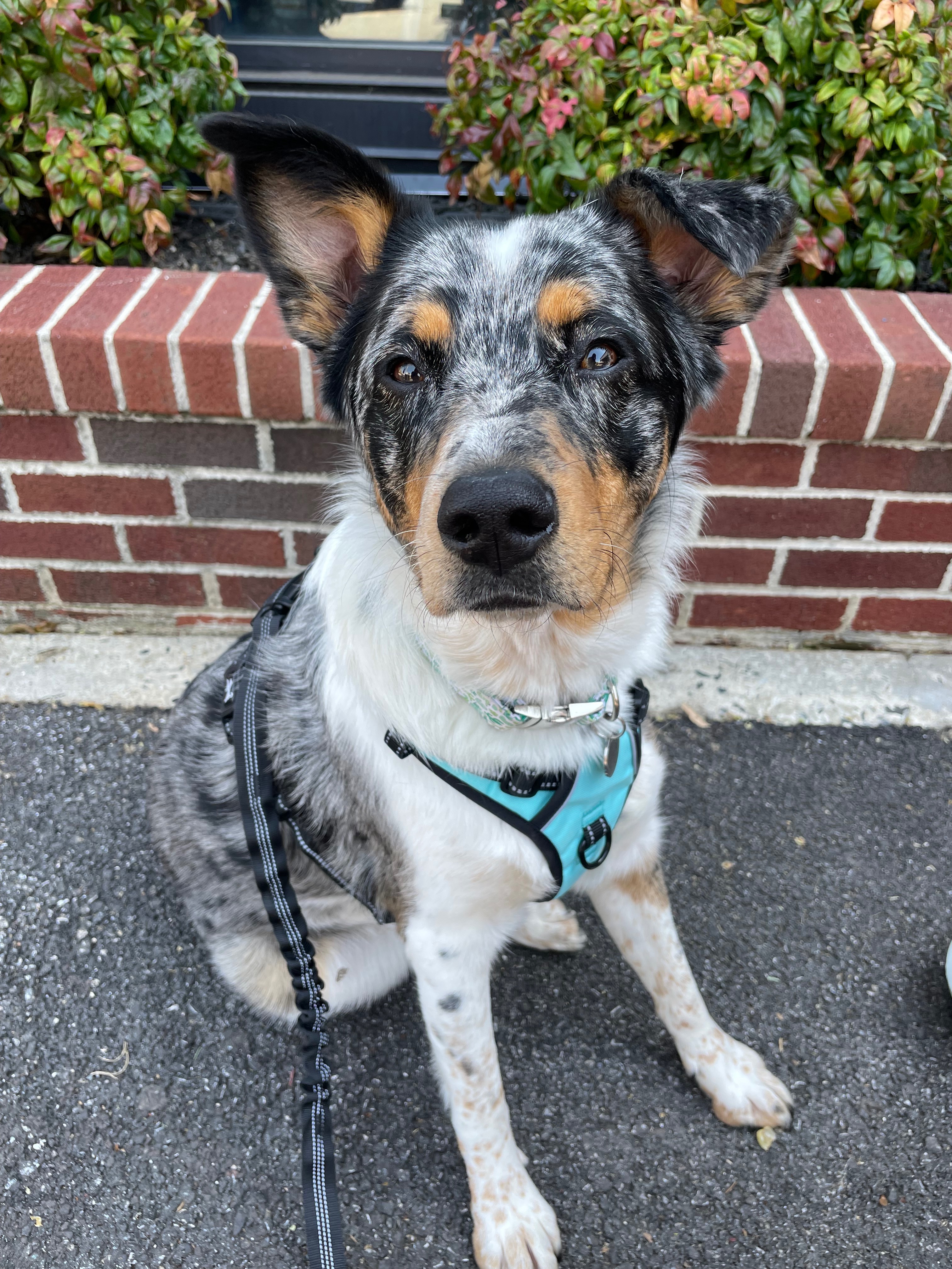 Help Margot Walk Again: Support Her ACL Surgery campaign photo, 6 of 8
