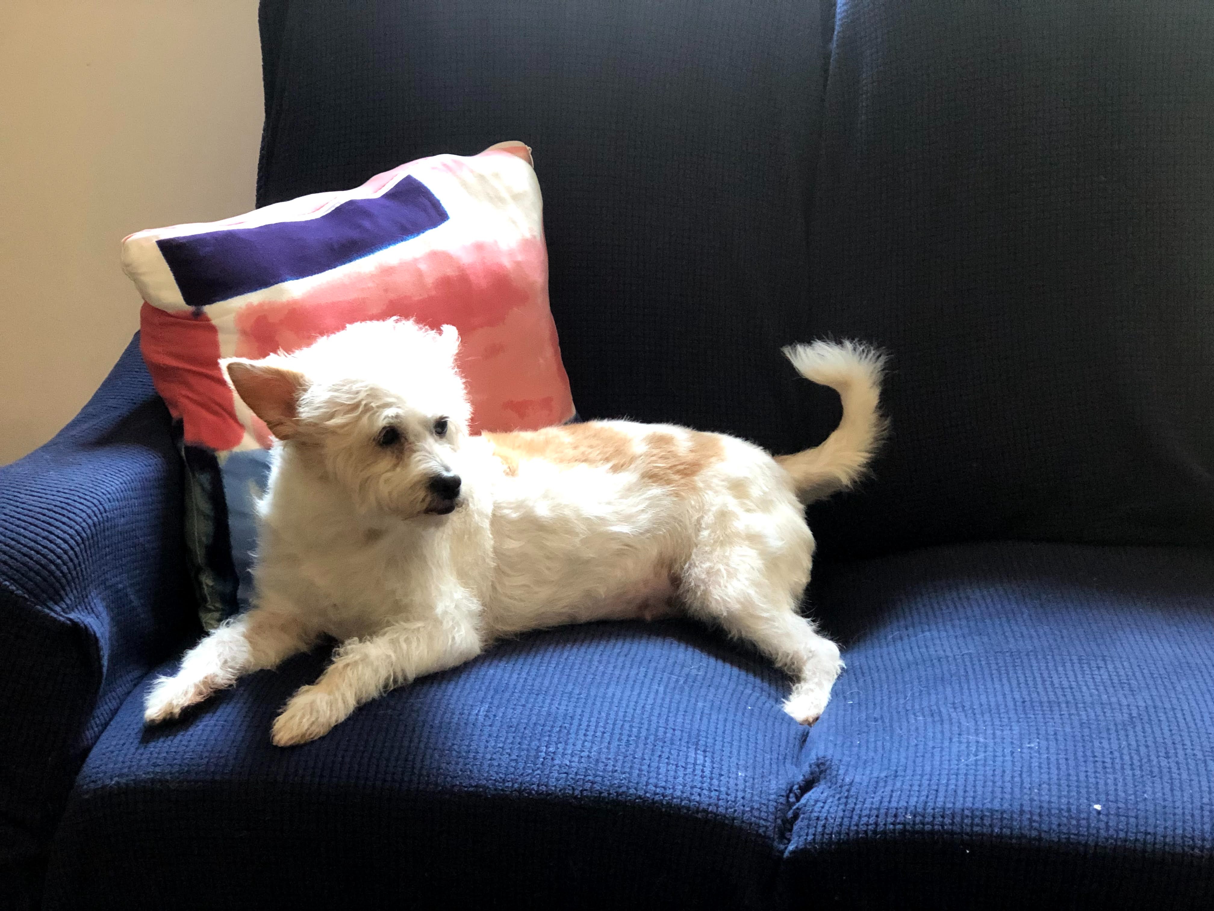 Donate to help Mia with her surgery campaign photo, 4 of 5